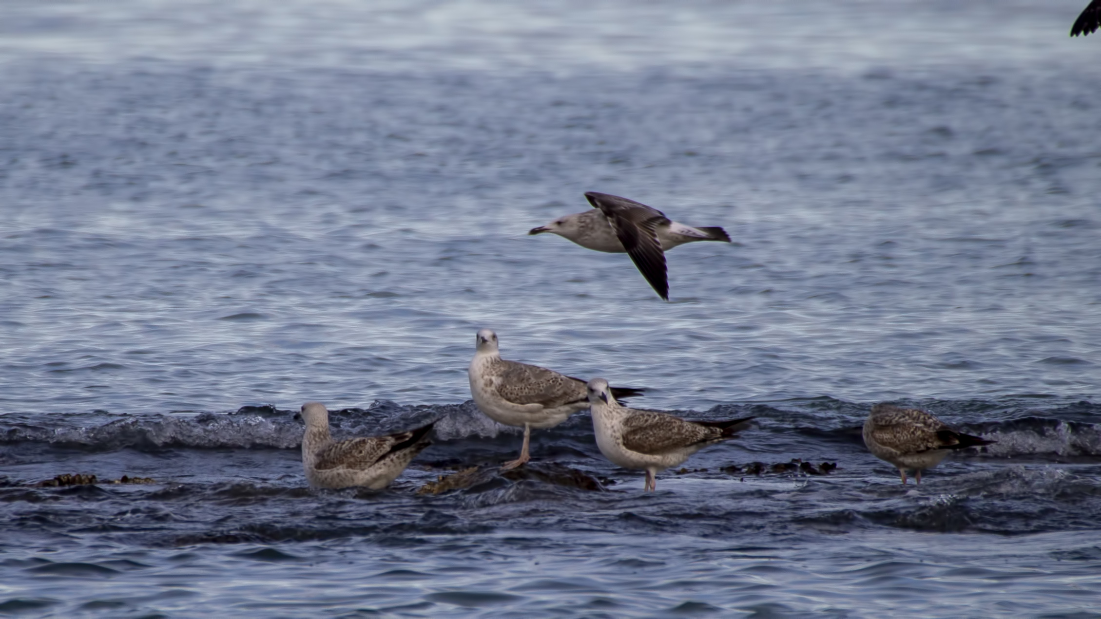 Yellow-legged Gull