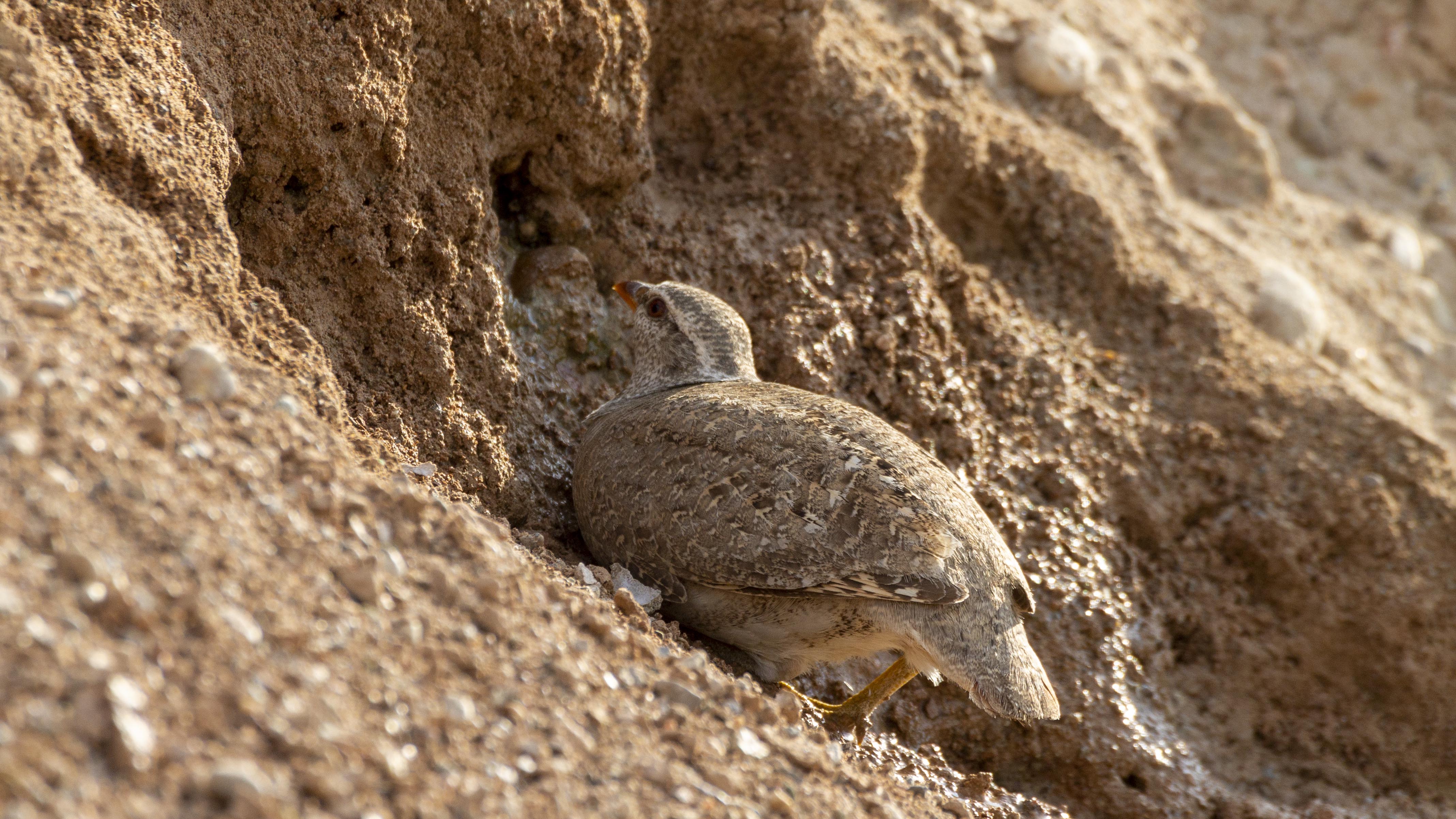 See-see Partridge — Ana fotoğraf