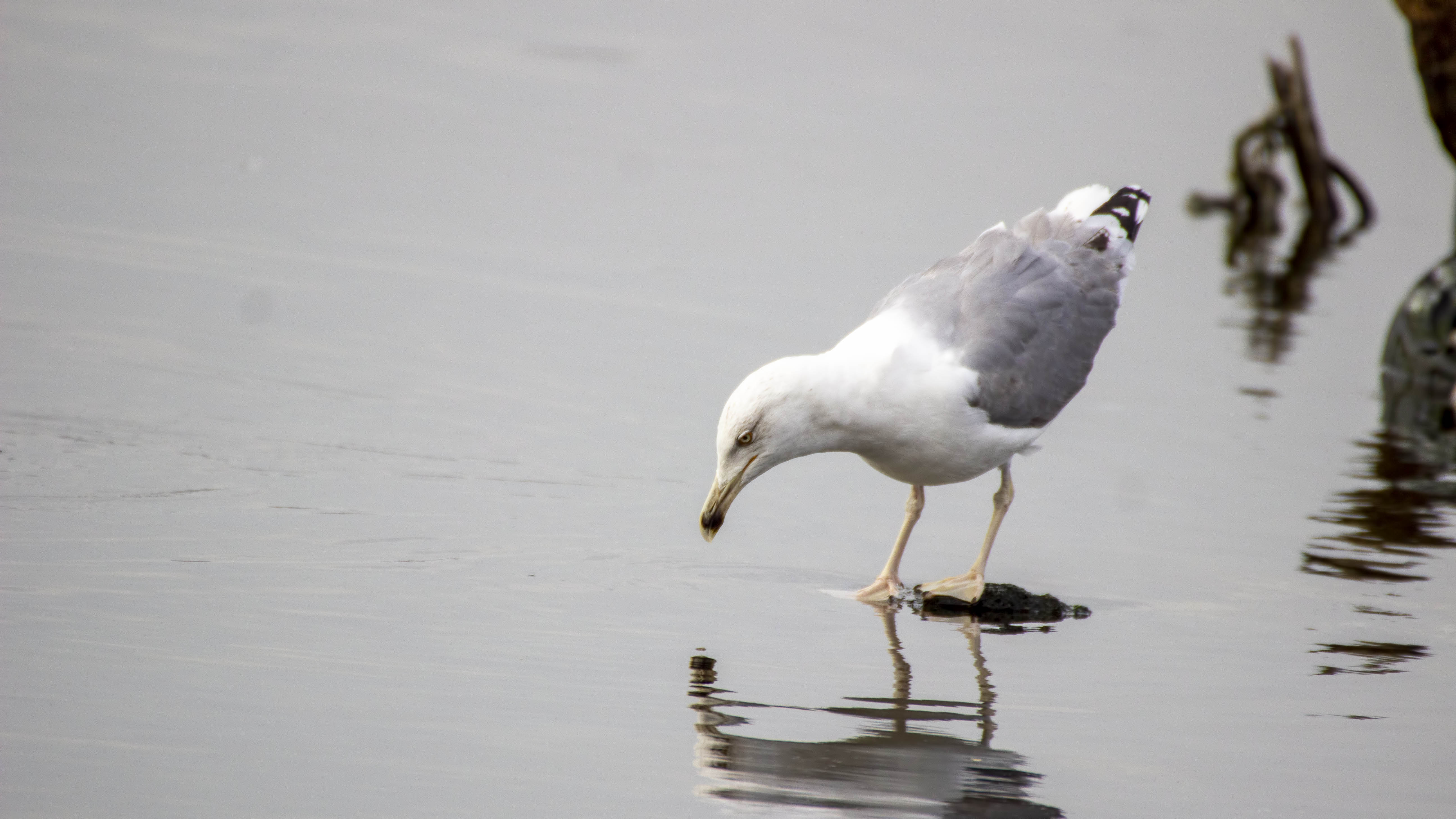 Yellow-legged Gull