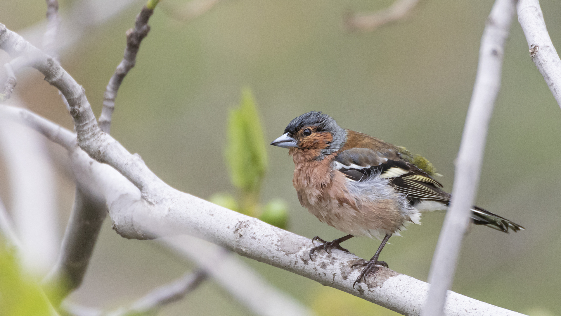 Common Chaffinch