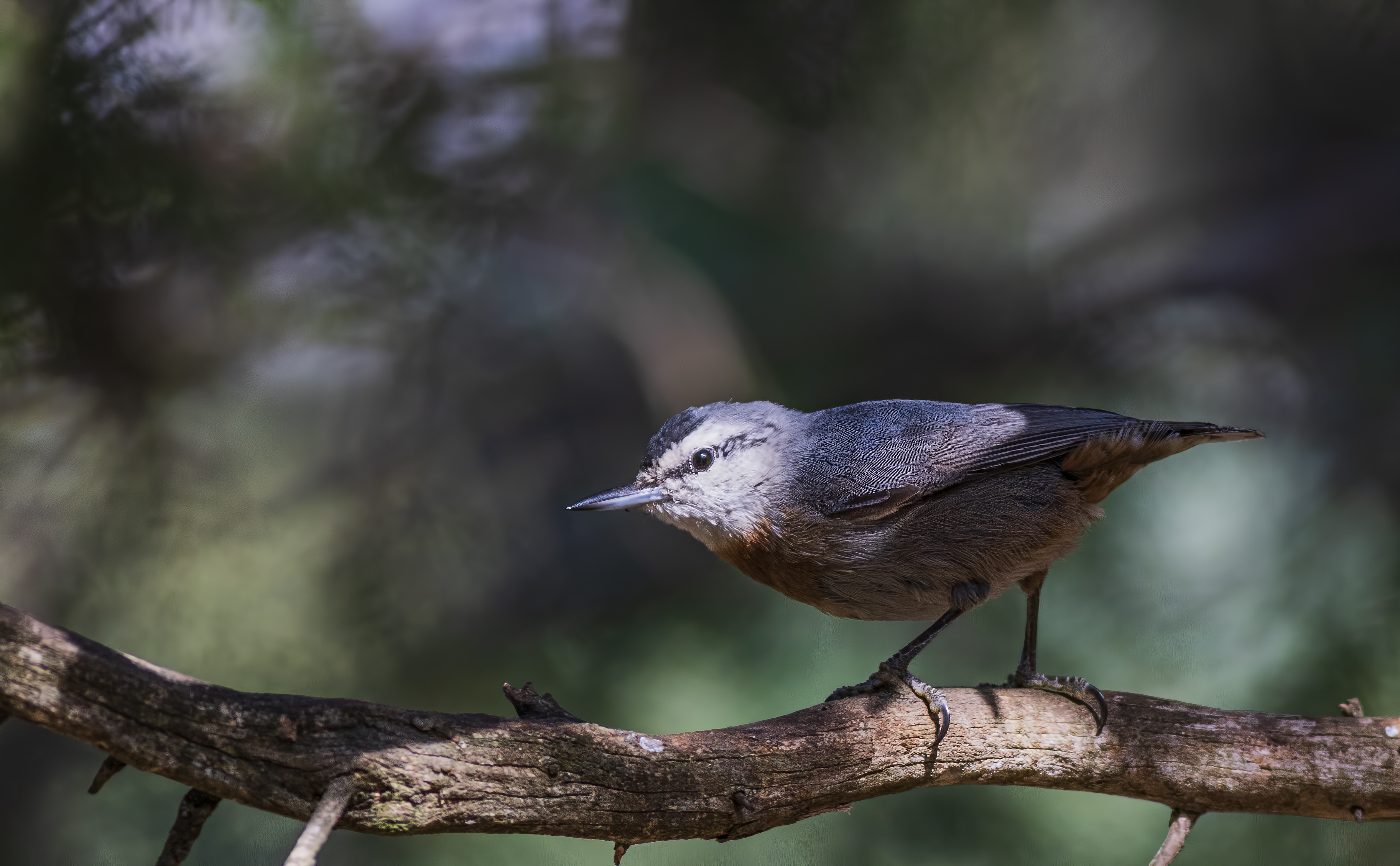 Krüper's Nuthatch