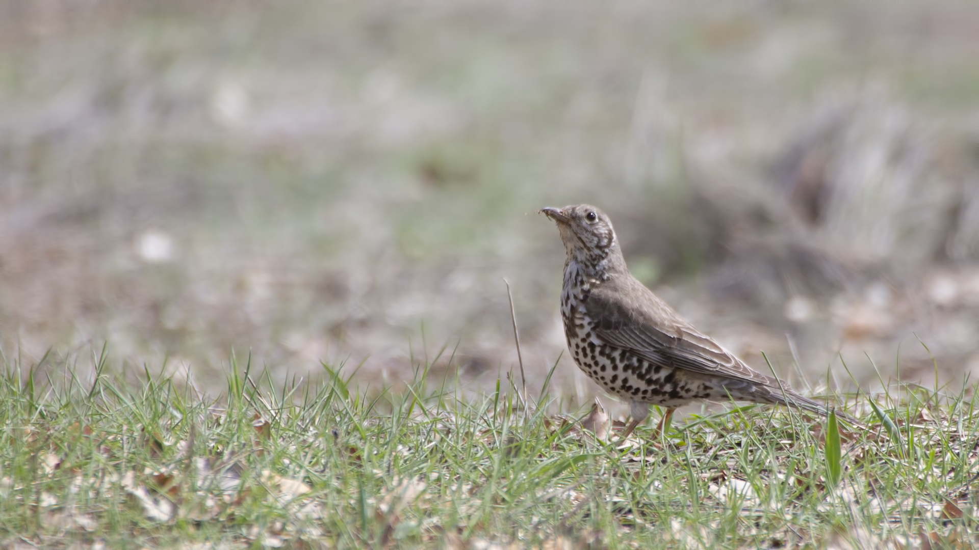 Mistle Thrush