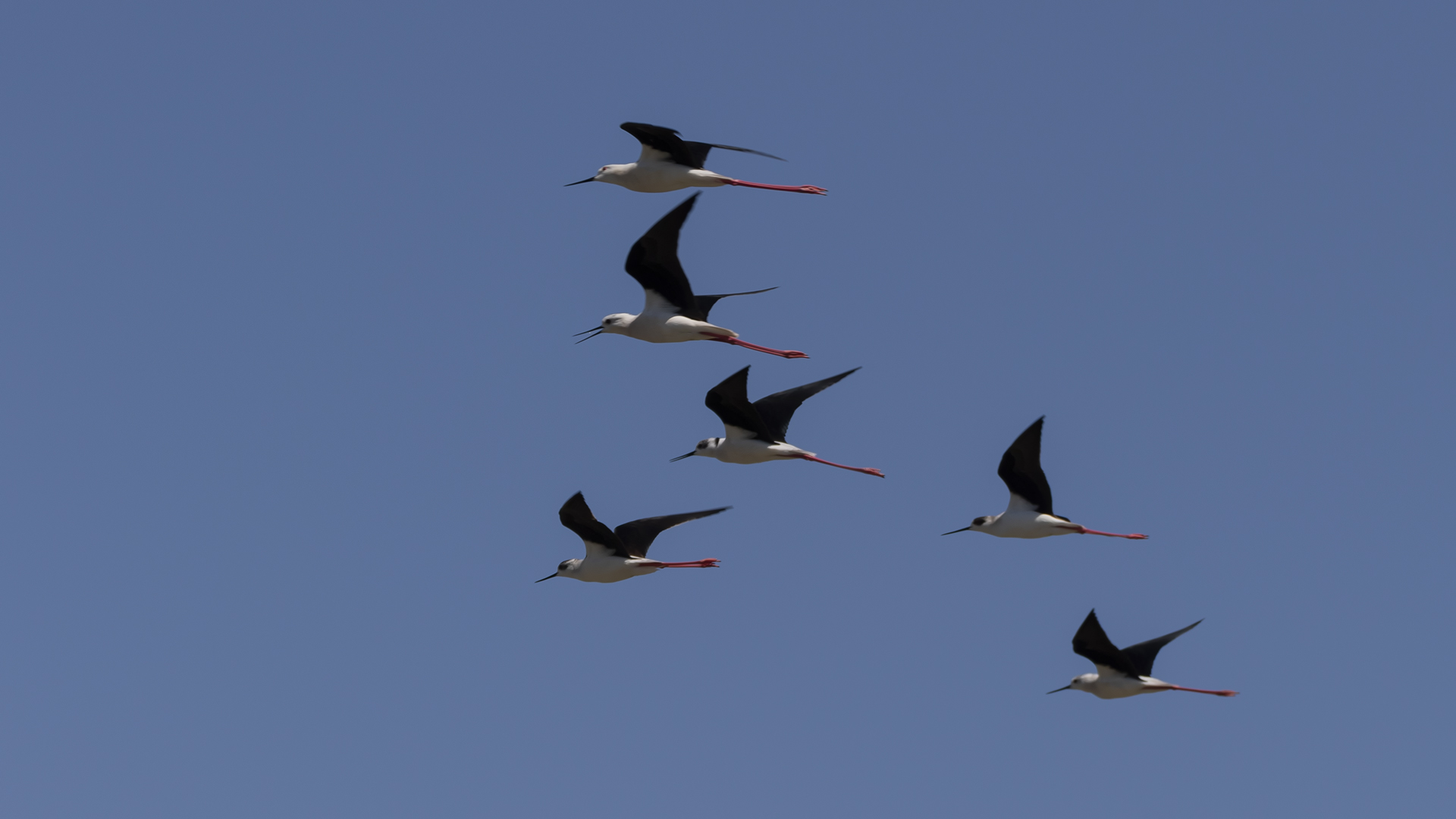 Black-winged Stilt