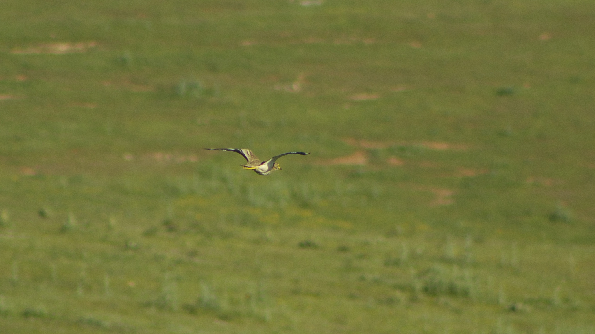 Eurasian Thick-knee
