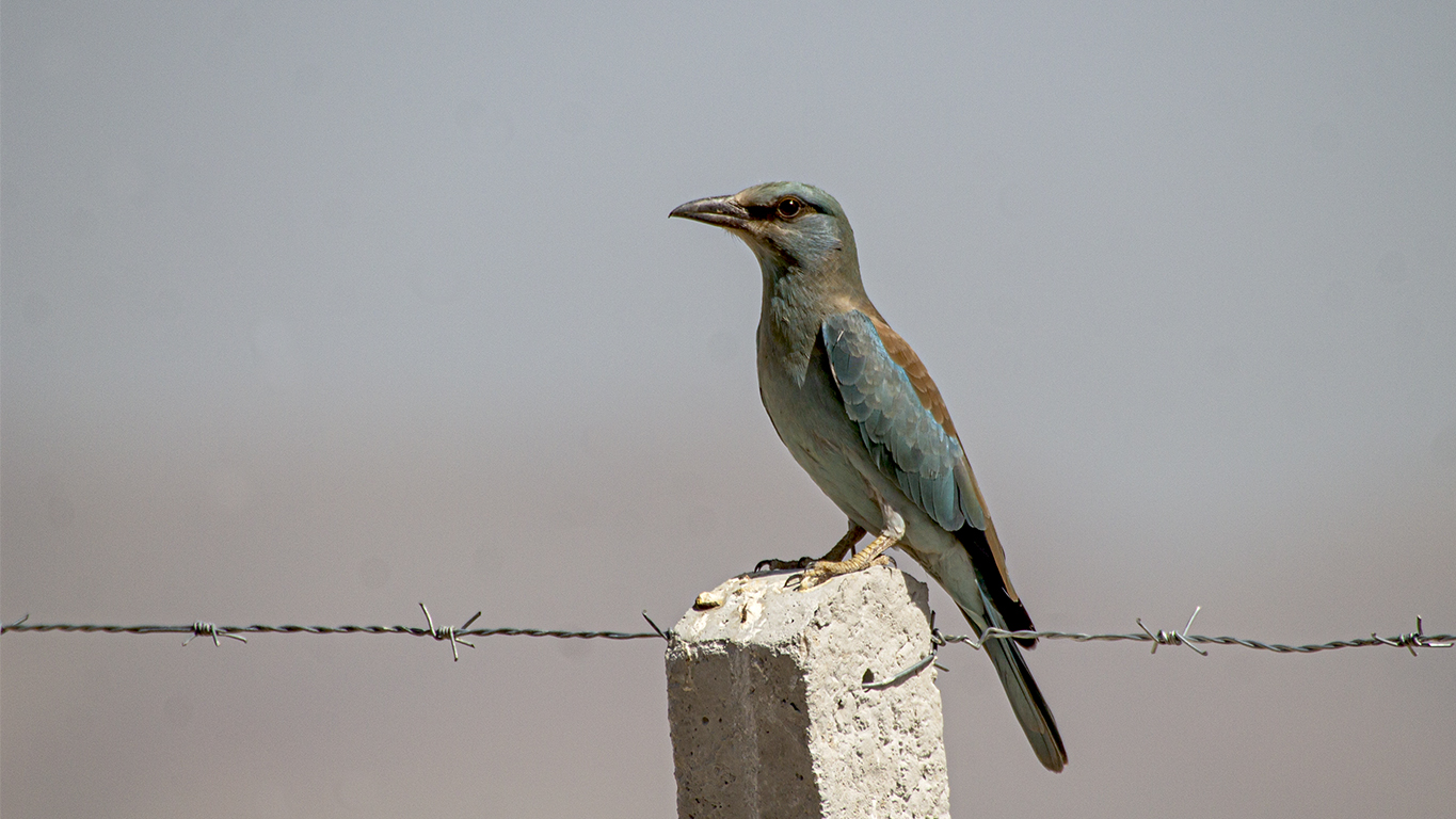 European Roller