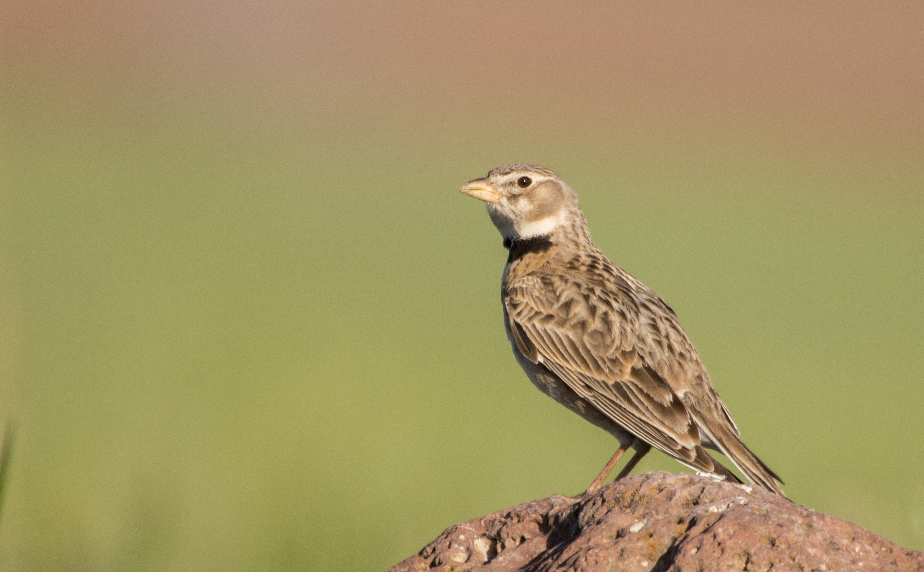 Calandra Lark