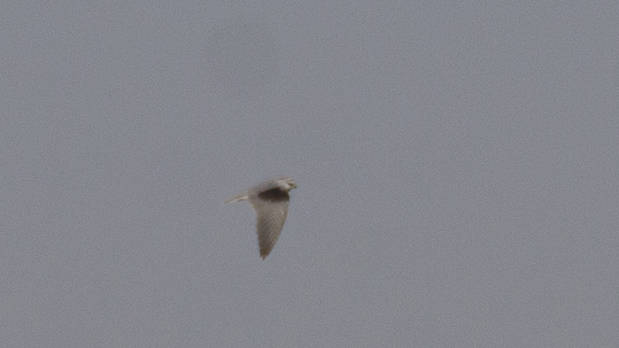 Black-winged Kite
