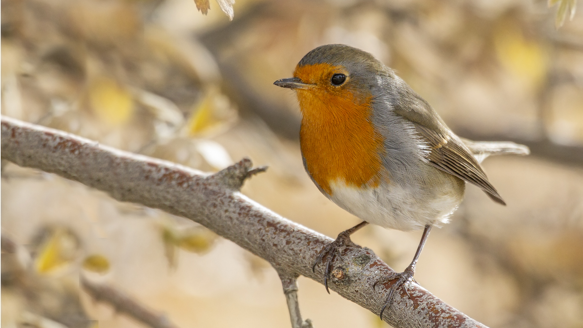 European Robin