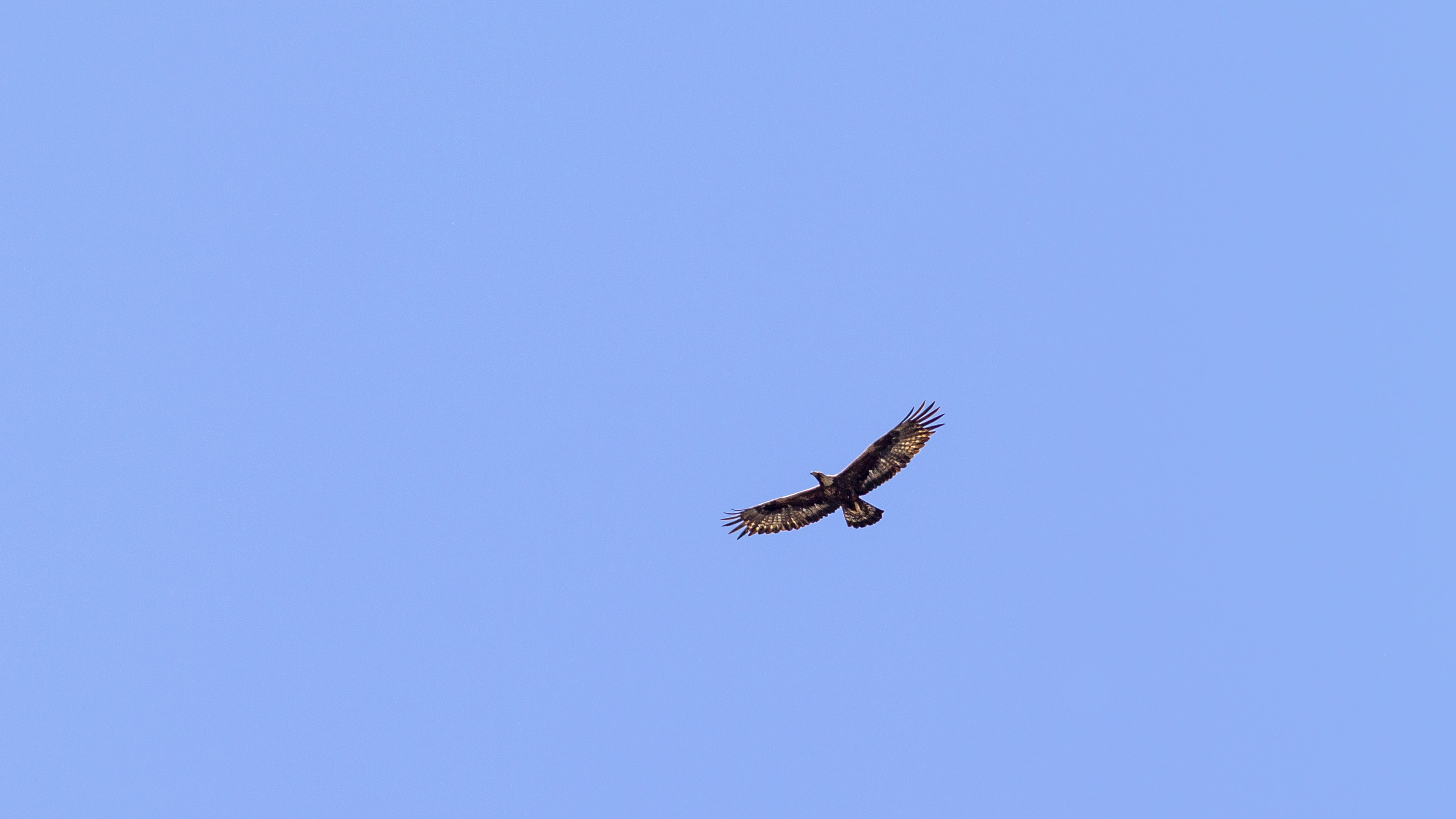 Golden Eagle