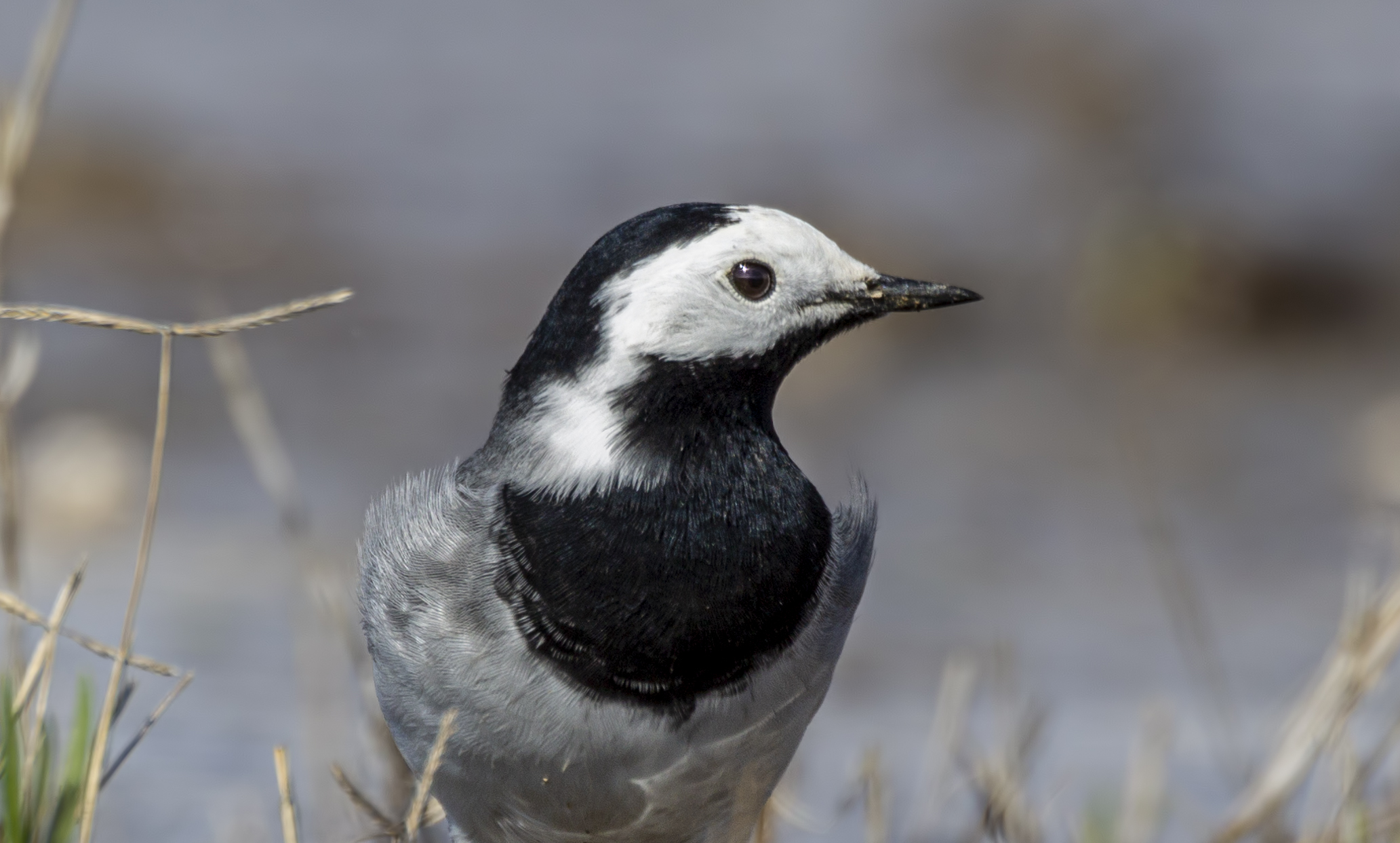 White Wagtail