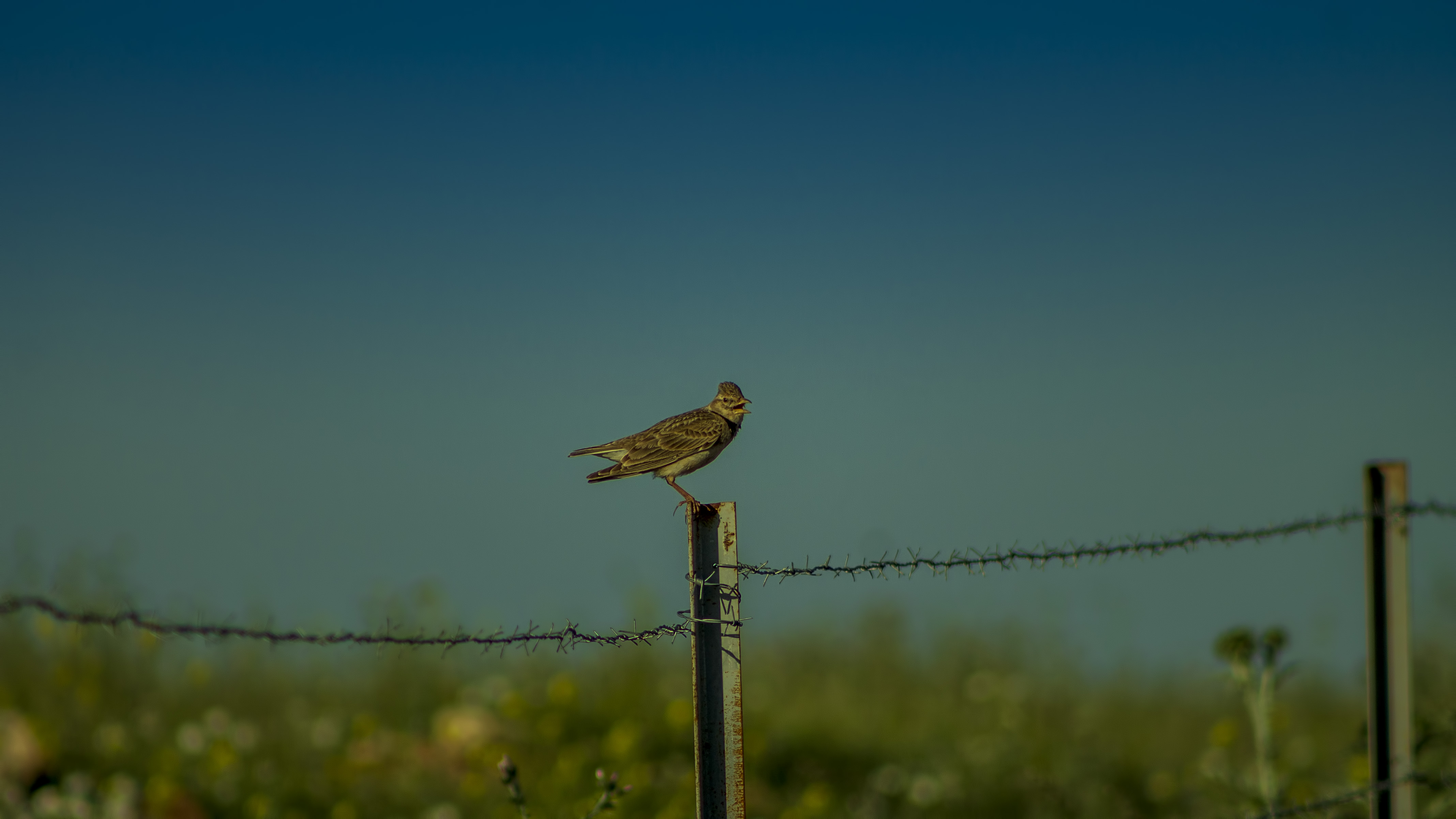 Bimaculated Lark
