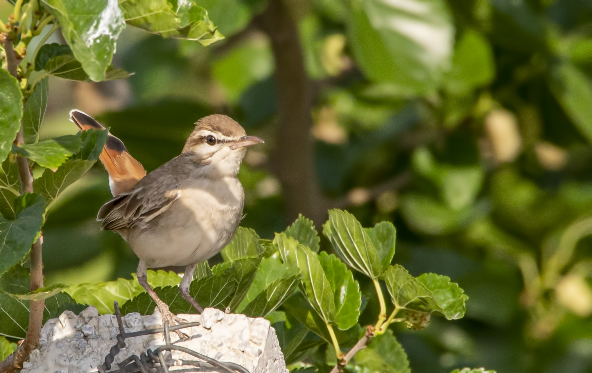 Common Nightingale