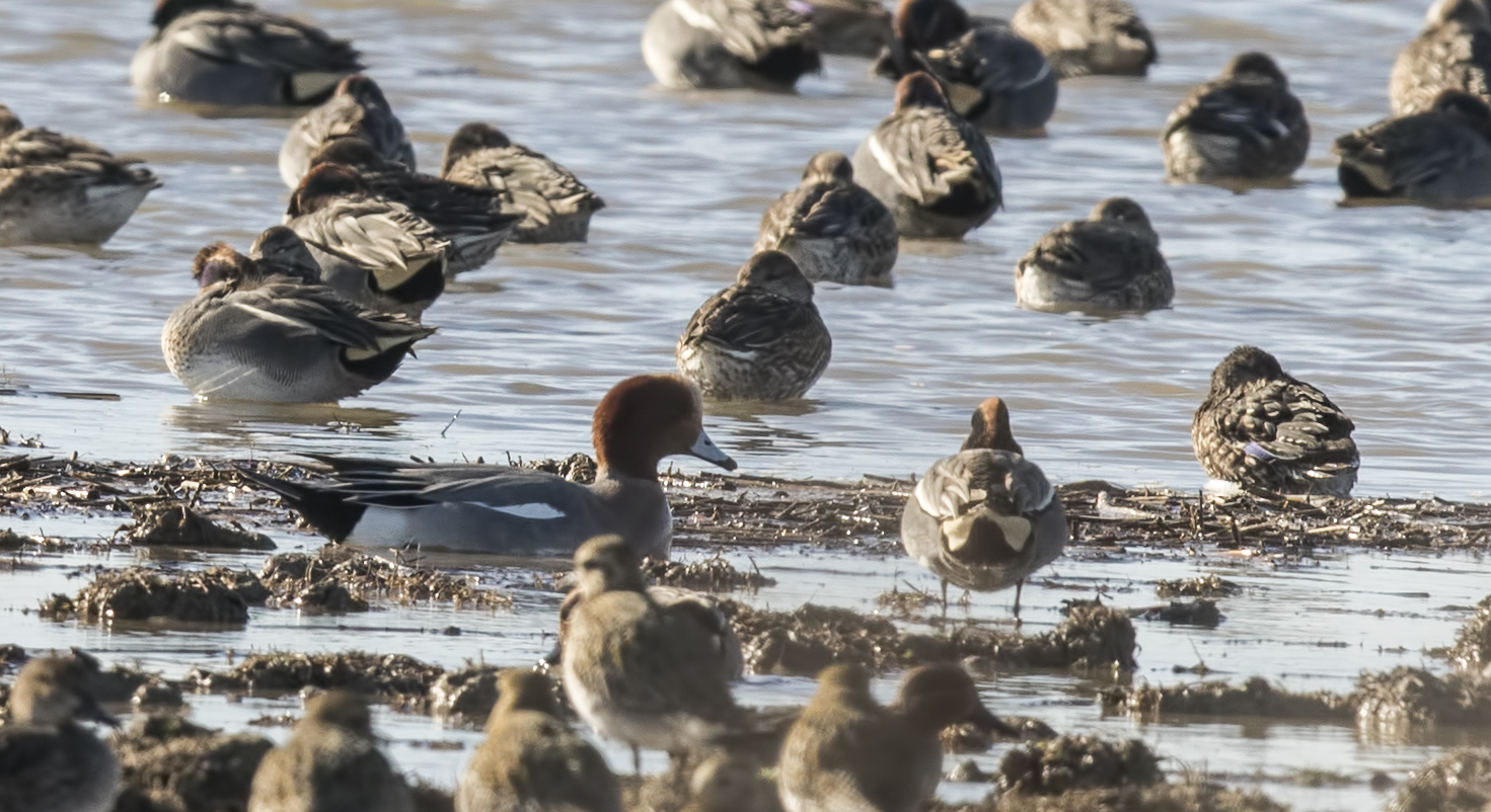Eurasian Wigeon