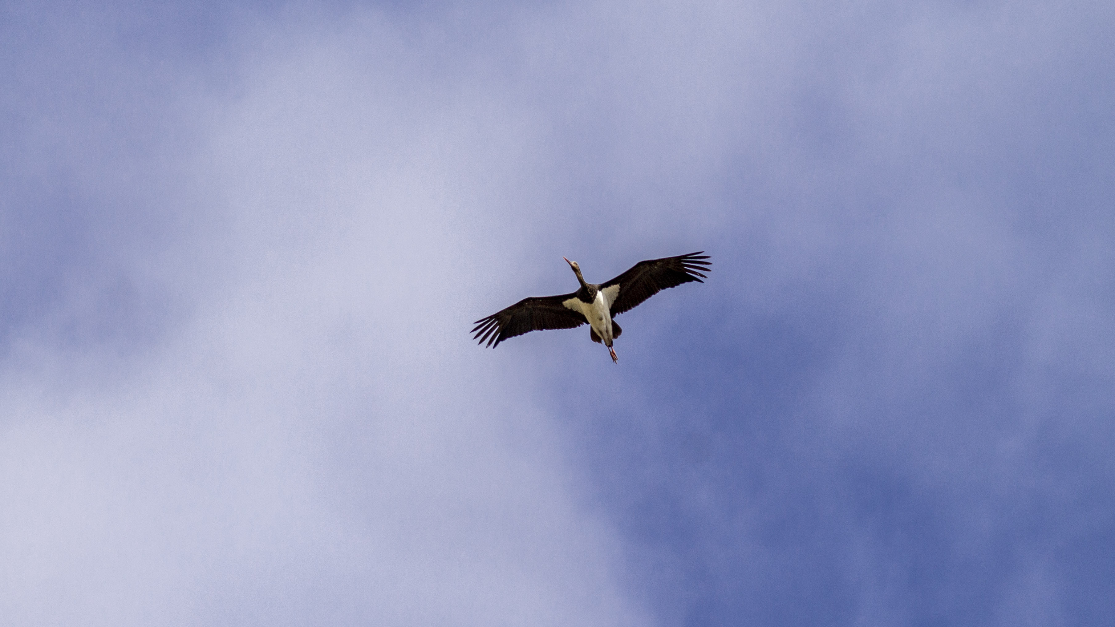 Black Stork