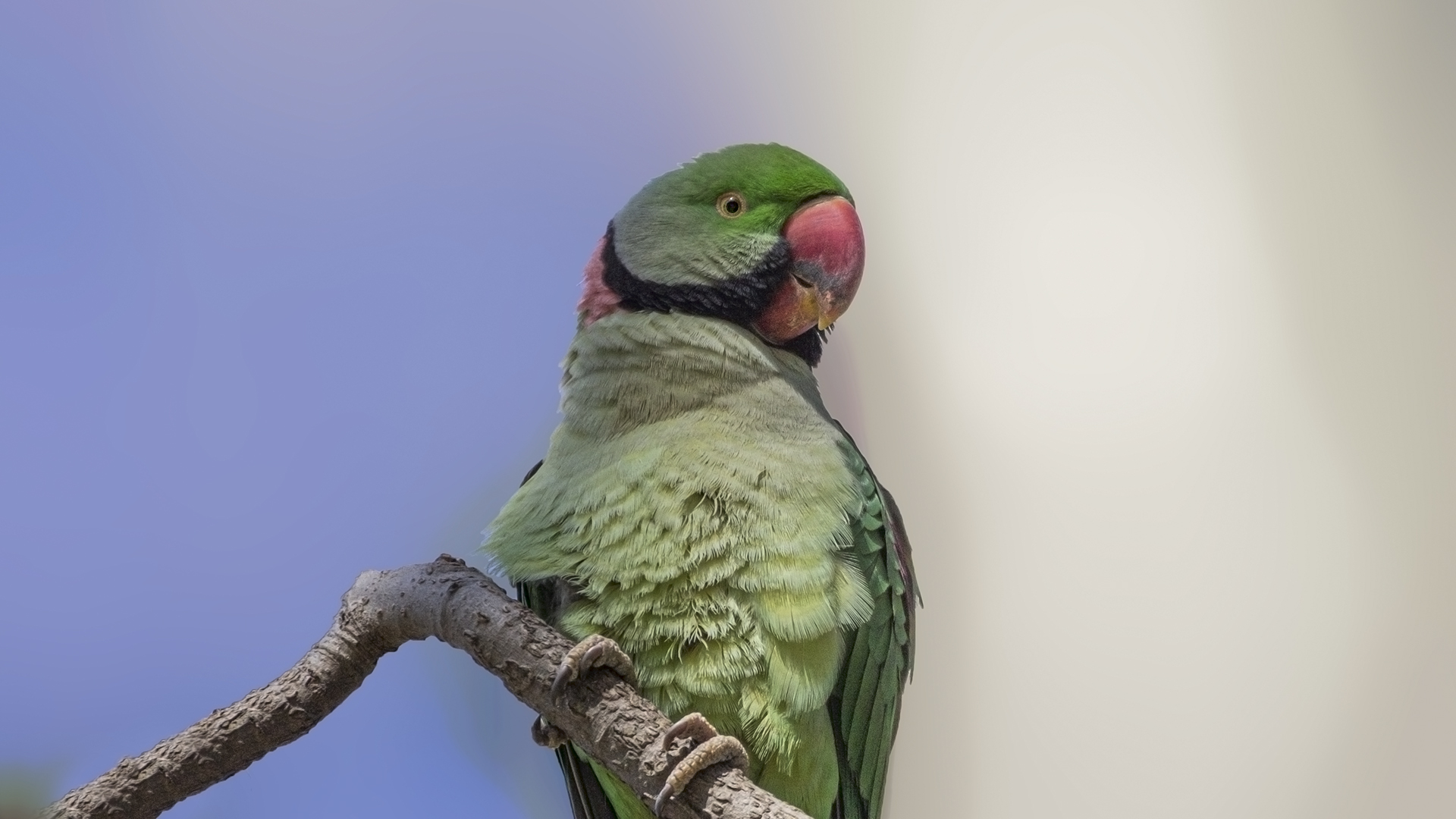 Alexandrine Parakeet