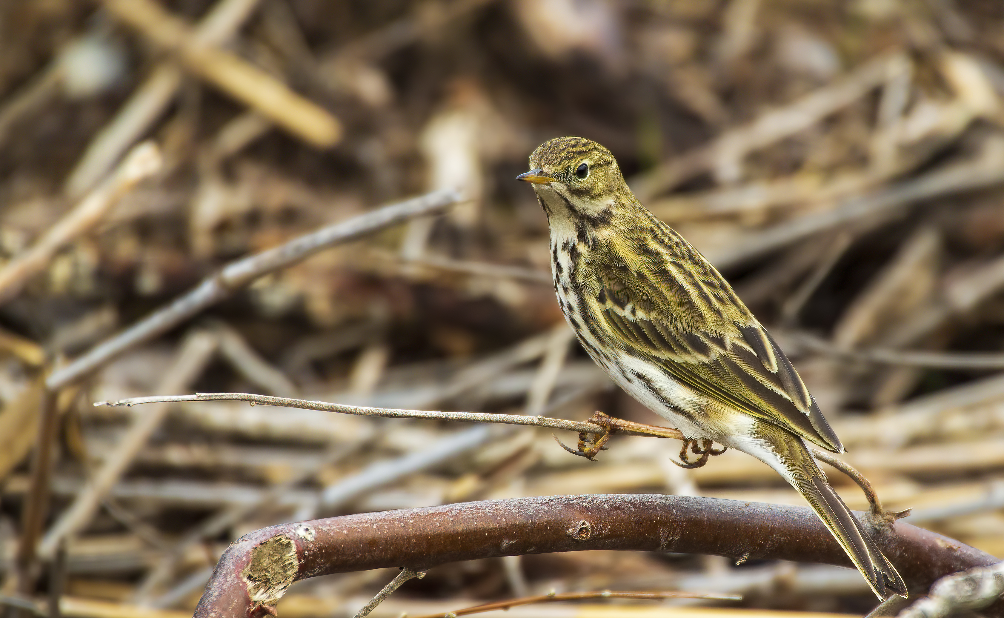 Meadow Pipit