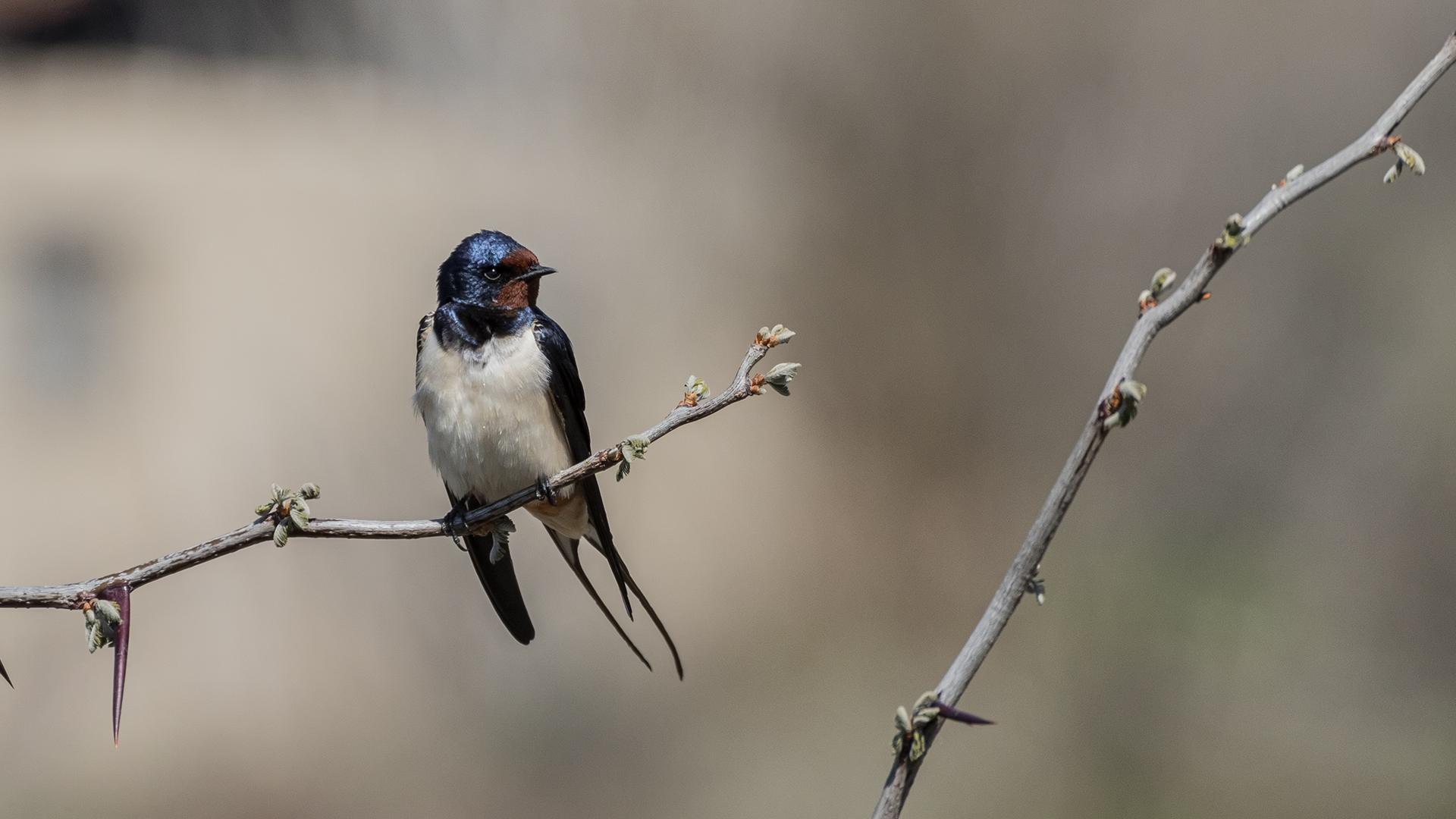 Barn Swallow