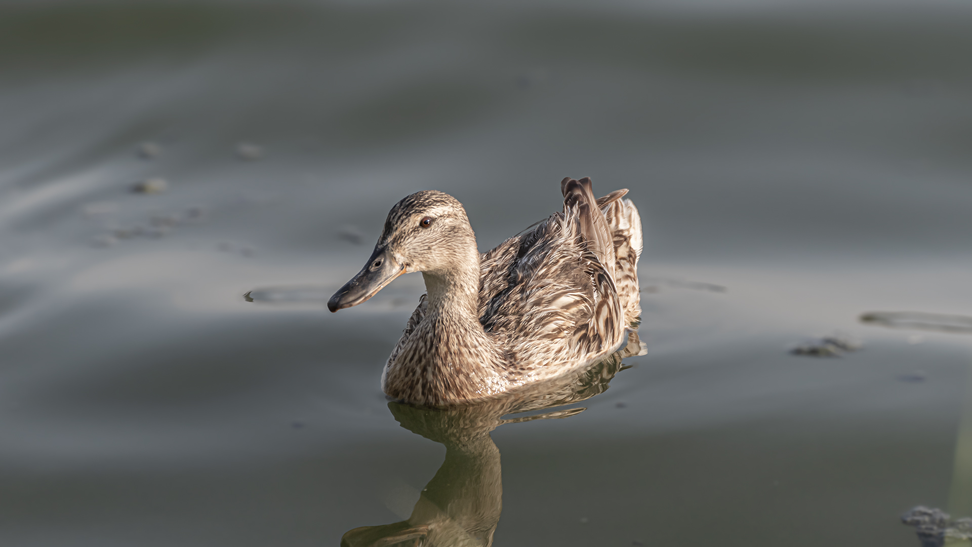 Mallard