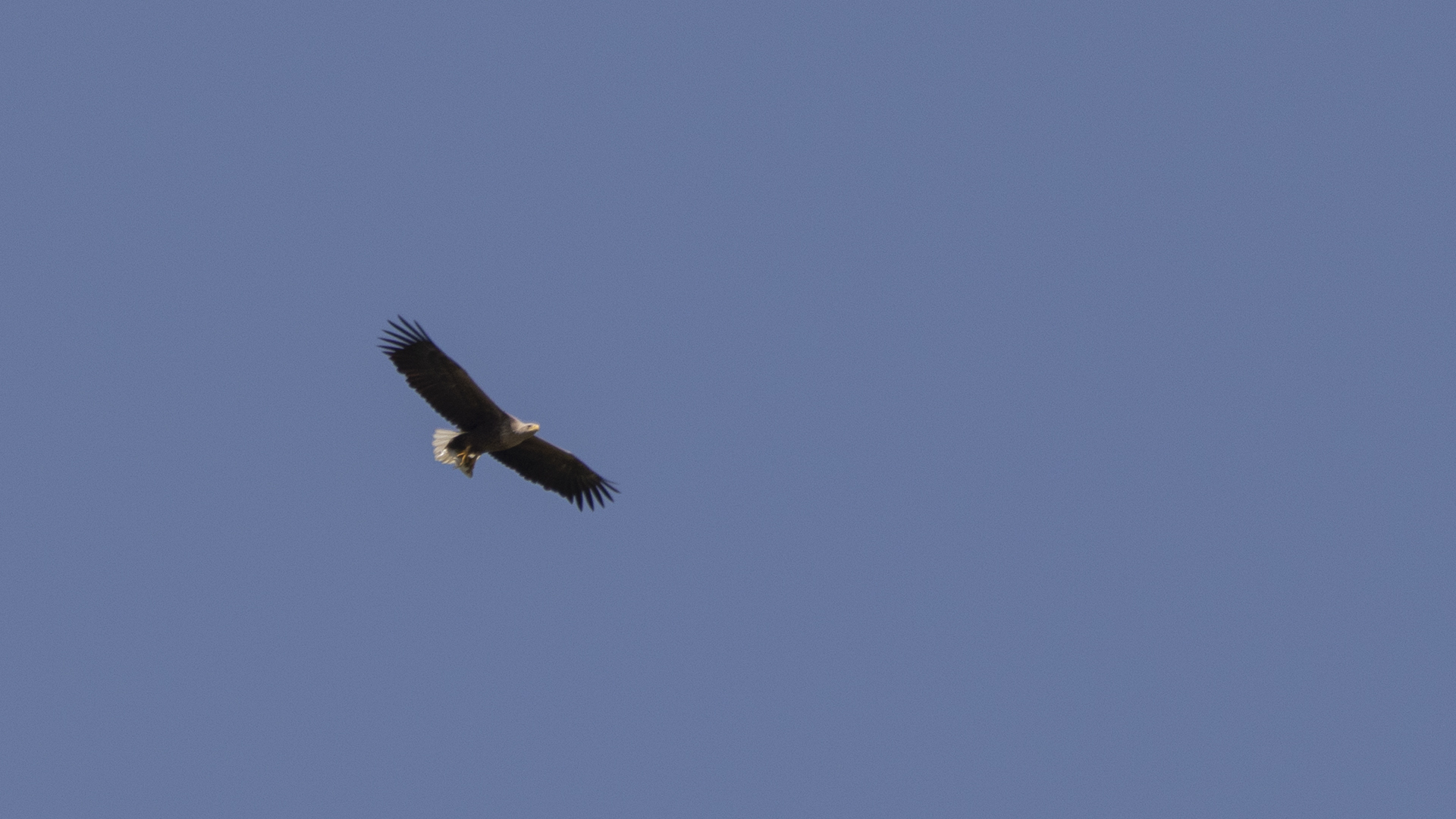White-tailed Eagle