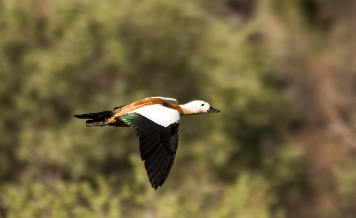 Ruddy Shelduck — Ana fotoğraf