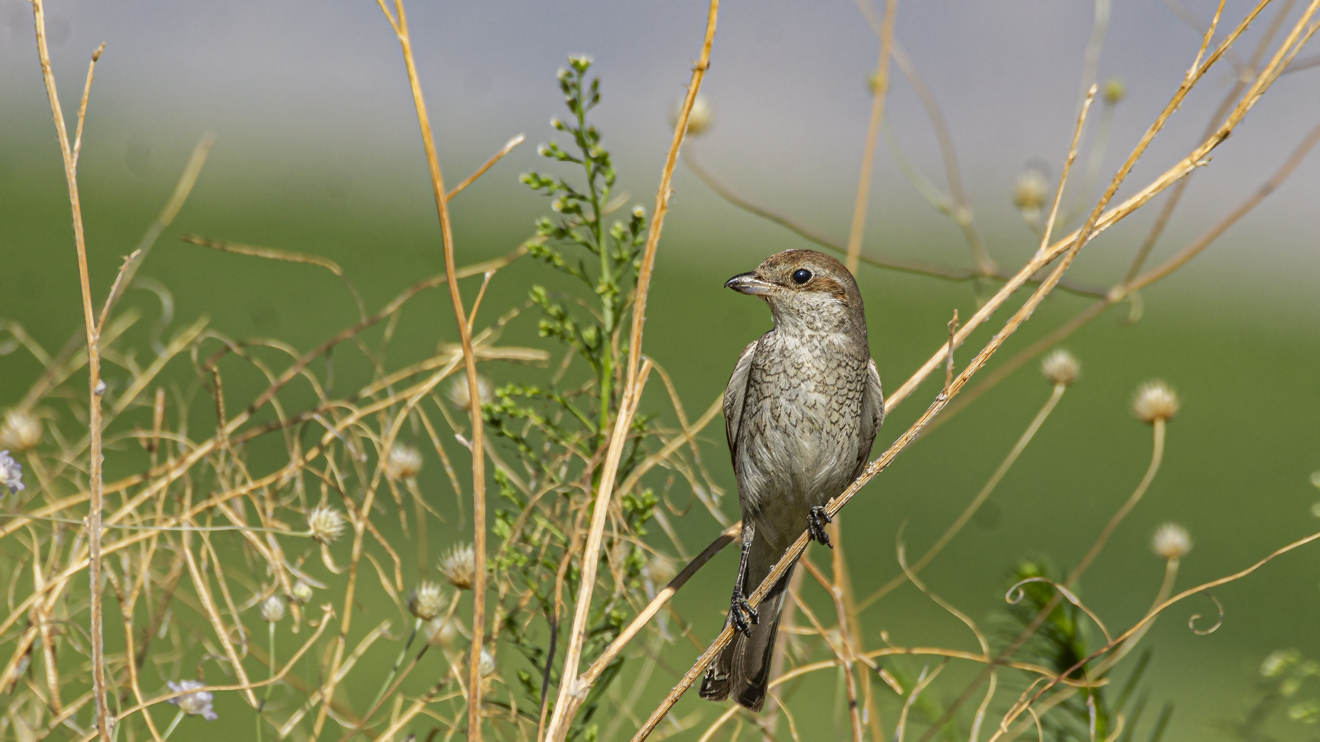 Red-backed Shrike