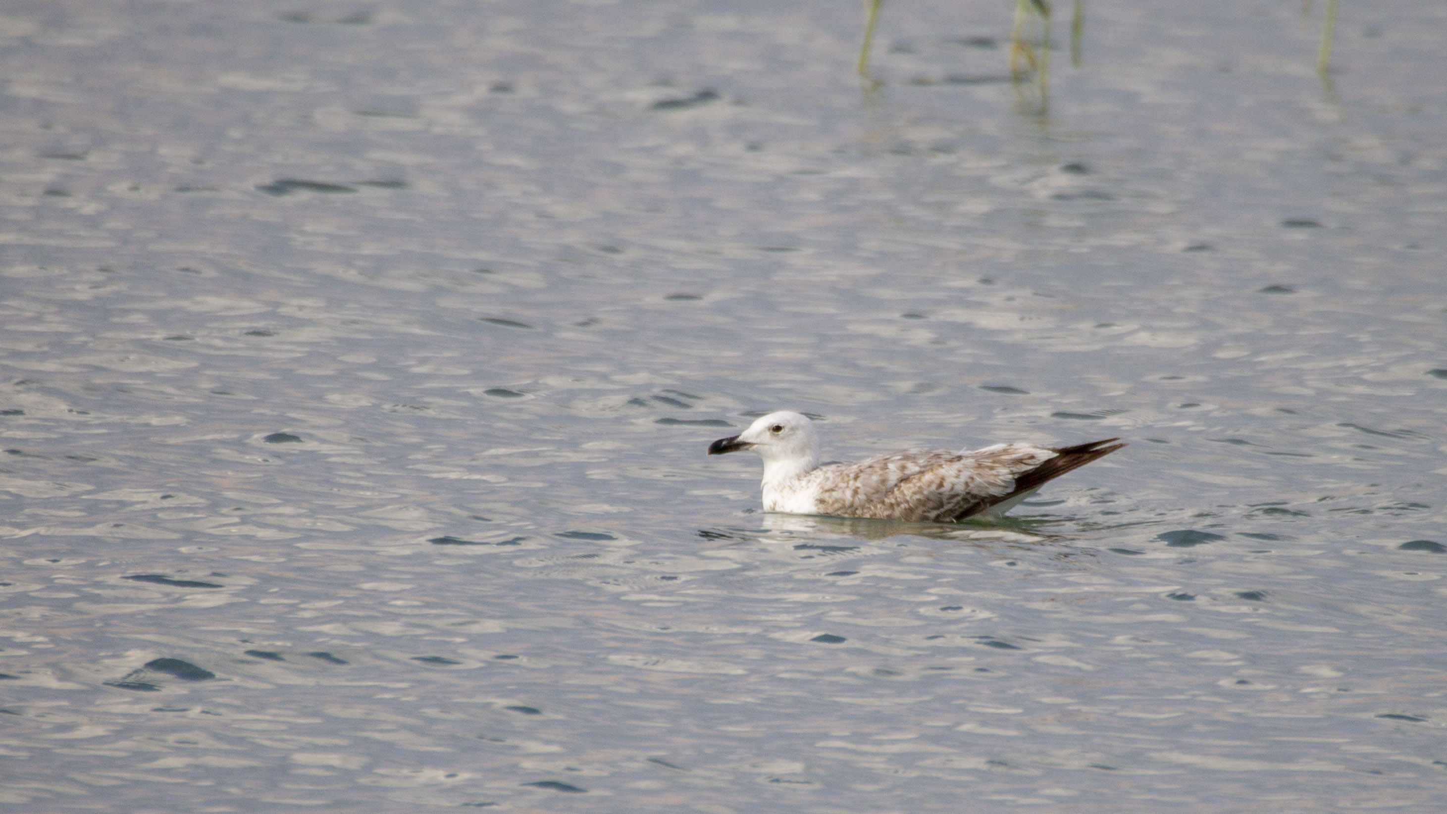 Yellow-legged Gull