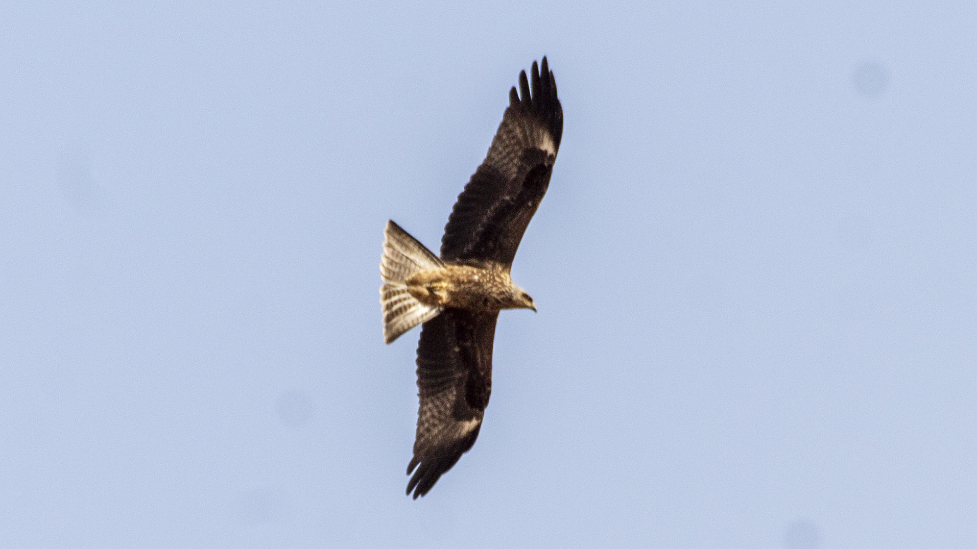 Greater Spotted Eagle