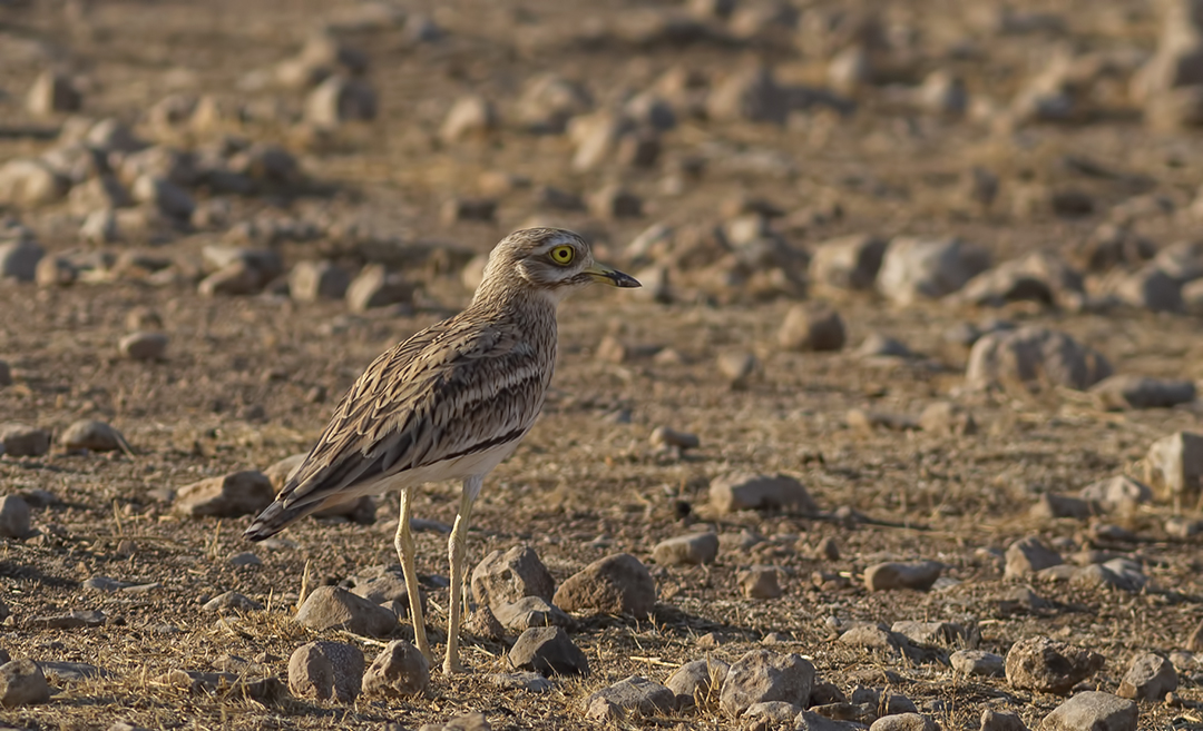 Eurasian Thick-knee