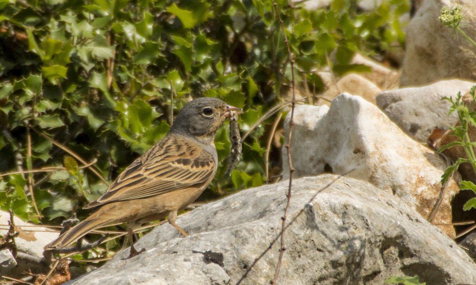 Cretzschmar's Bunting