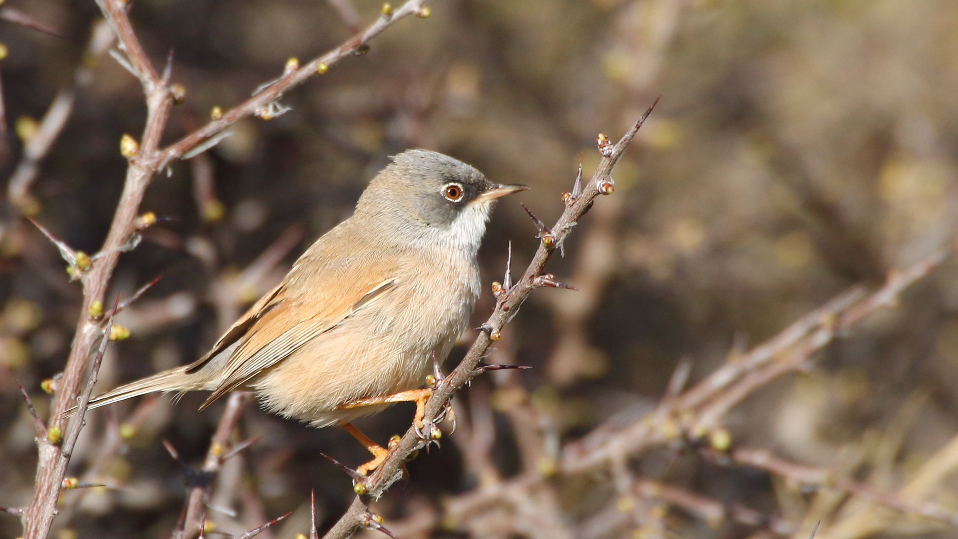 Spectacled Warbler