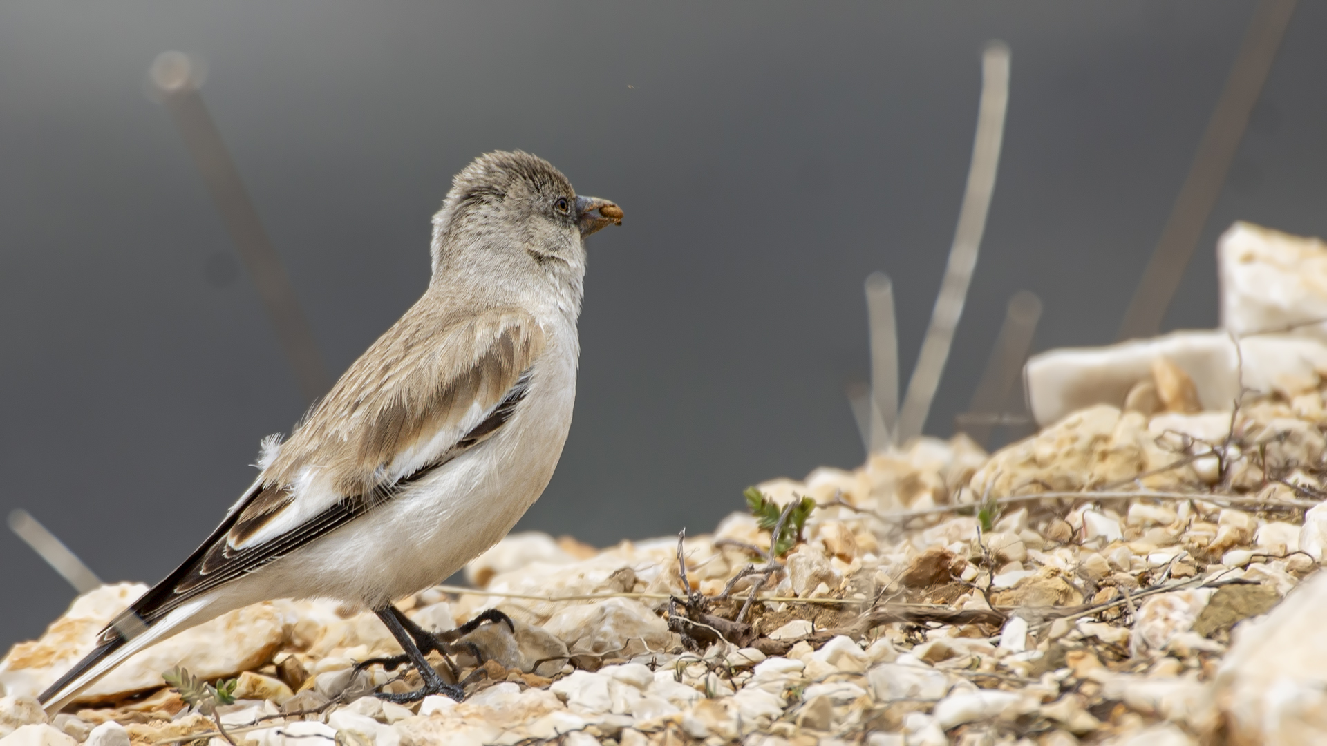 White-winged Snowfinch