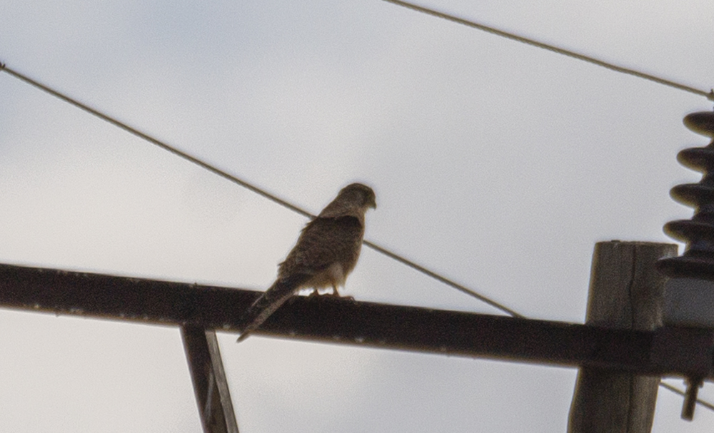 Lanner Falcon