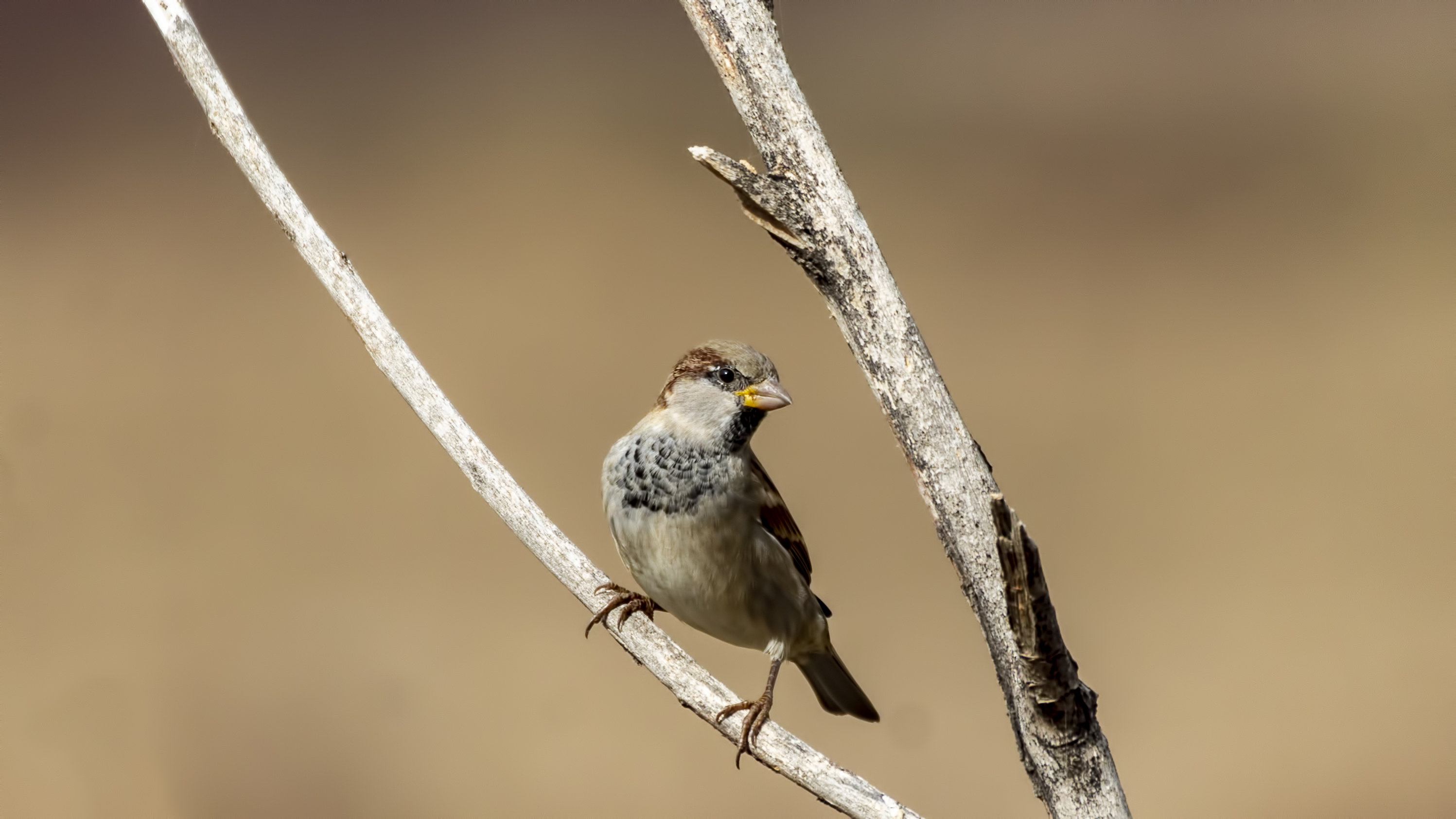 House Sparrow
