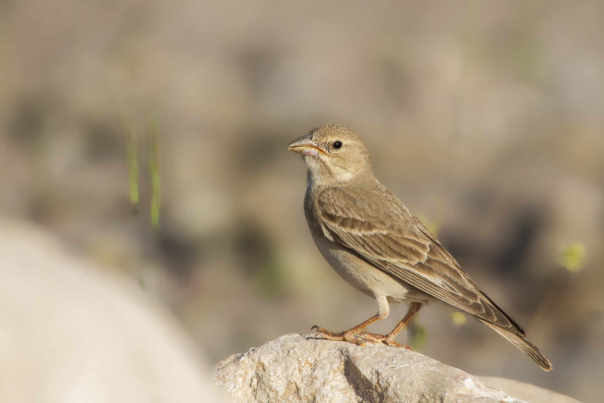 Pale Rockfinch — Ana fotoğraf