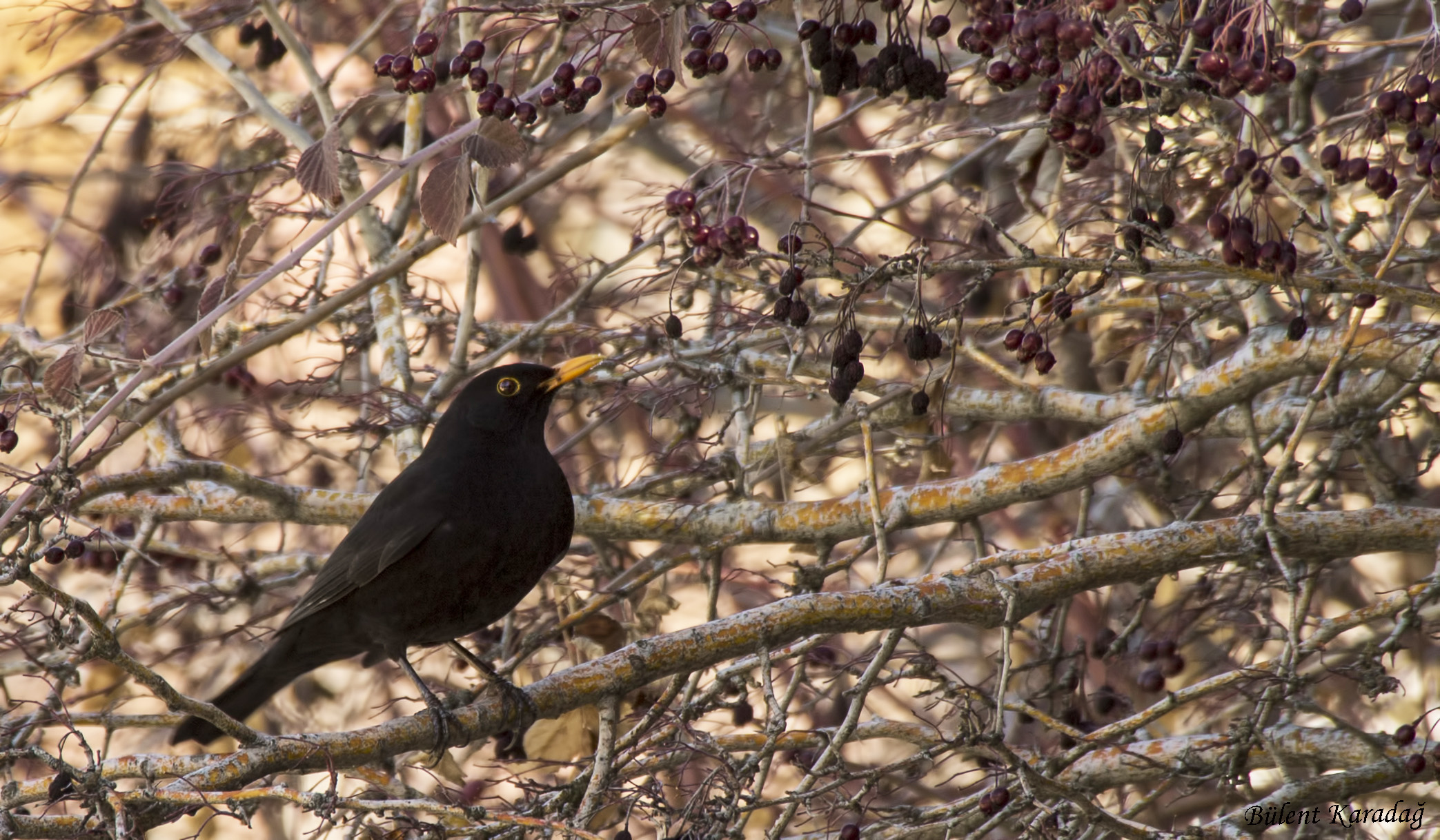 Eurasian Blackbird