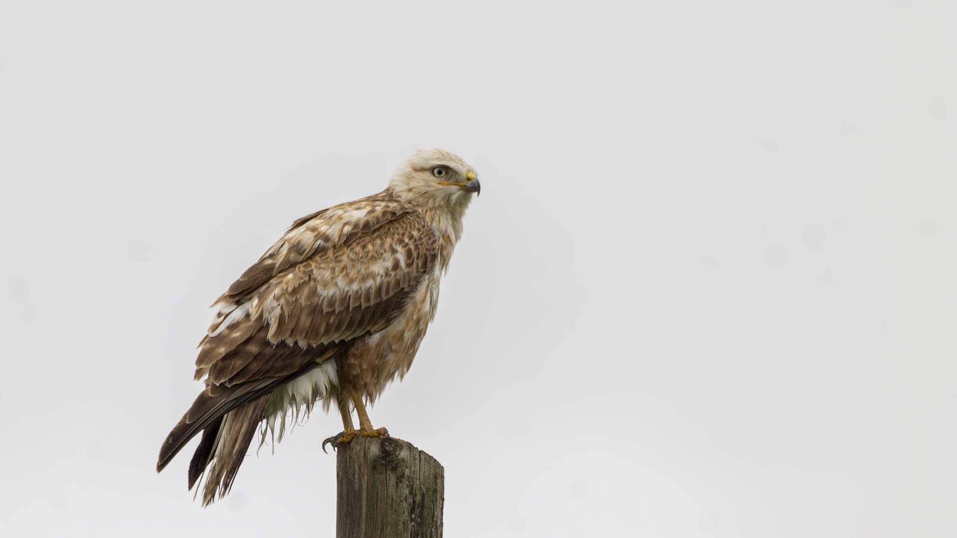 Long-legged Buzzard