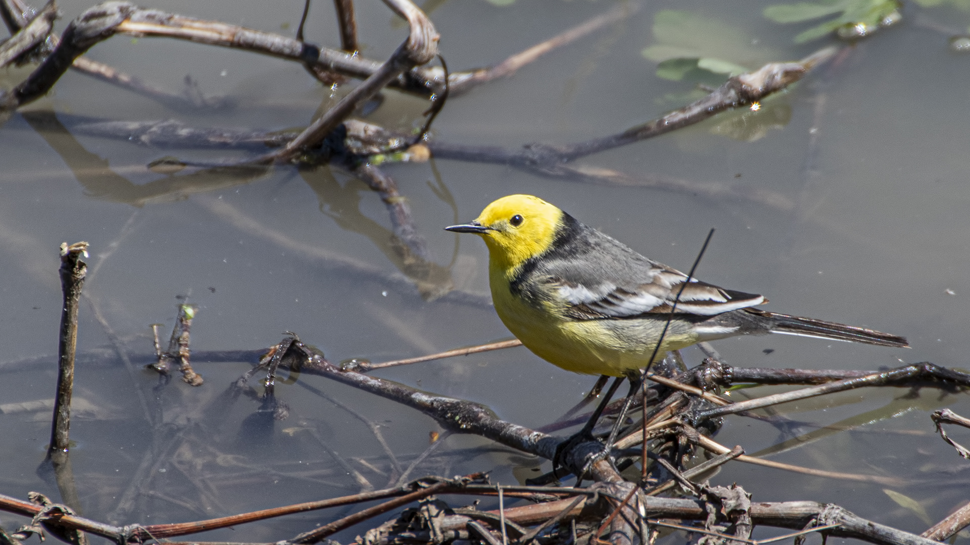 Citrine Wagtail