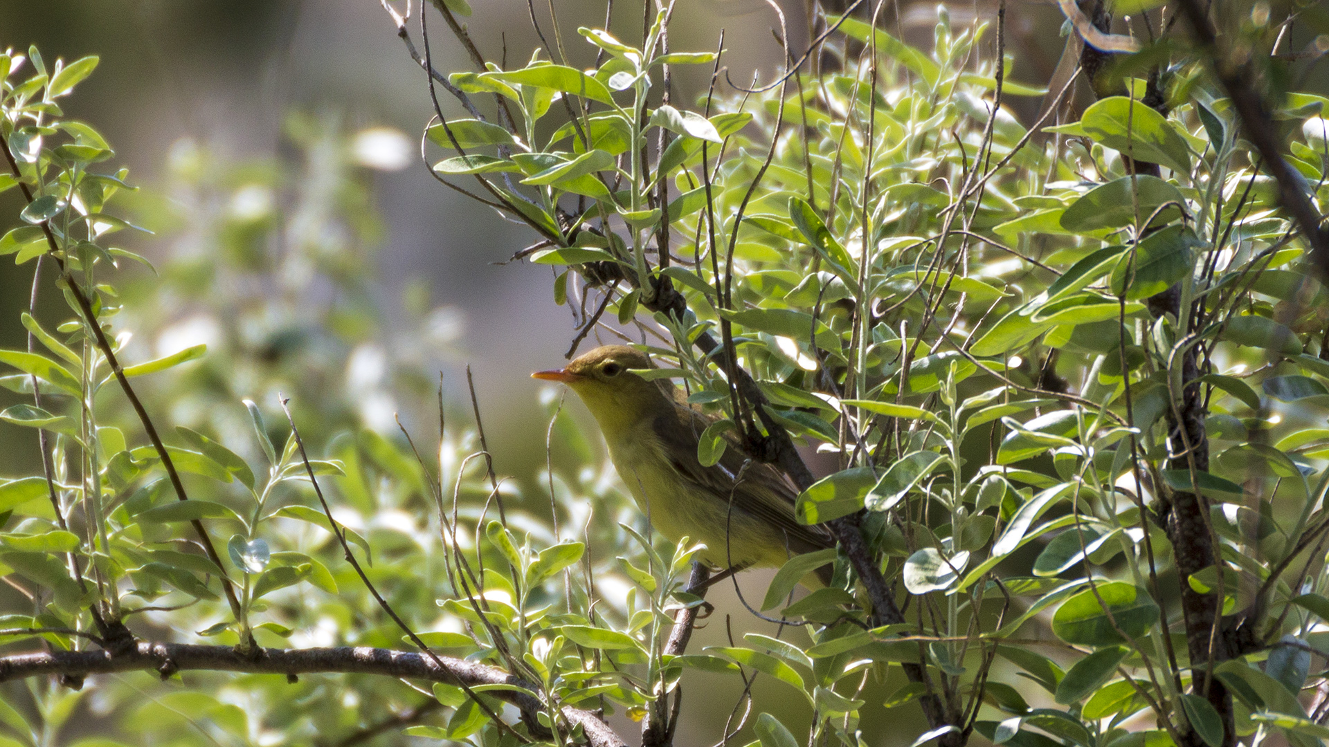 Icterine Warbler