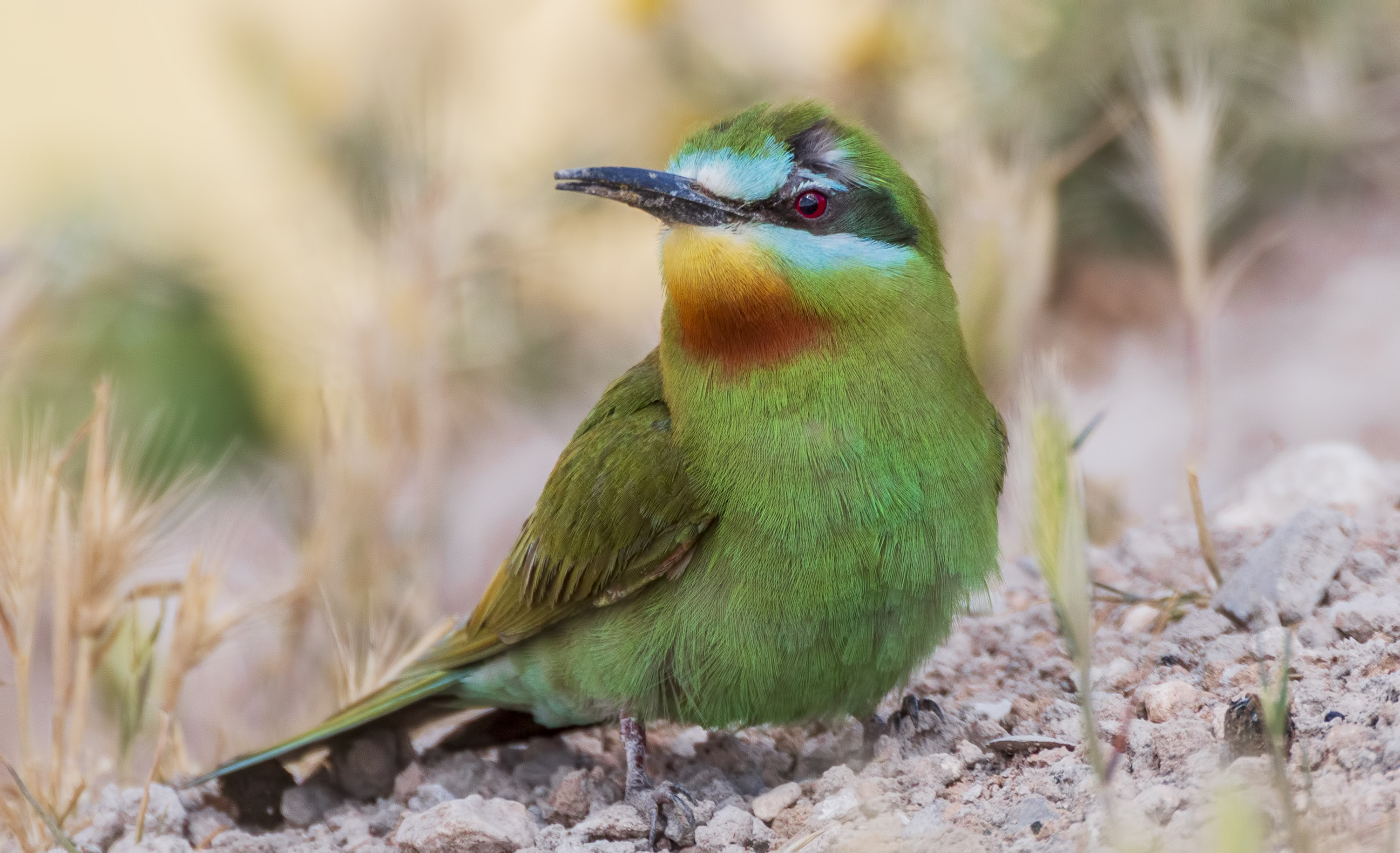 Blue-cheeked Bee-eater
