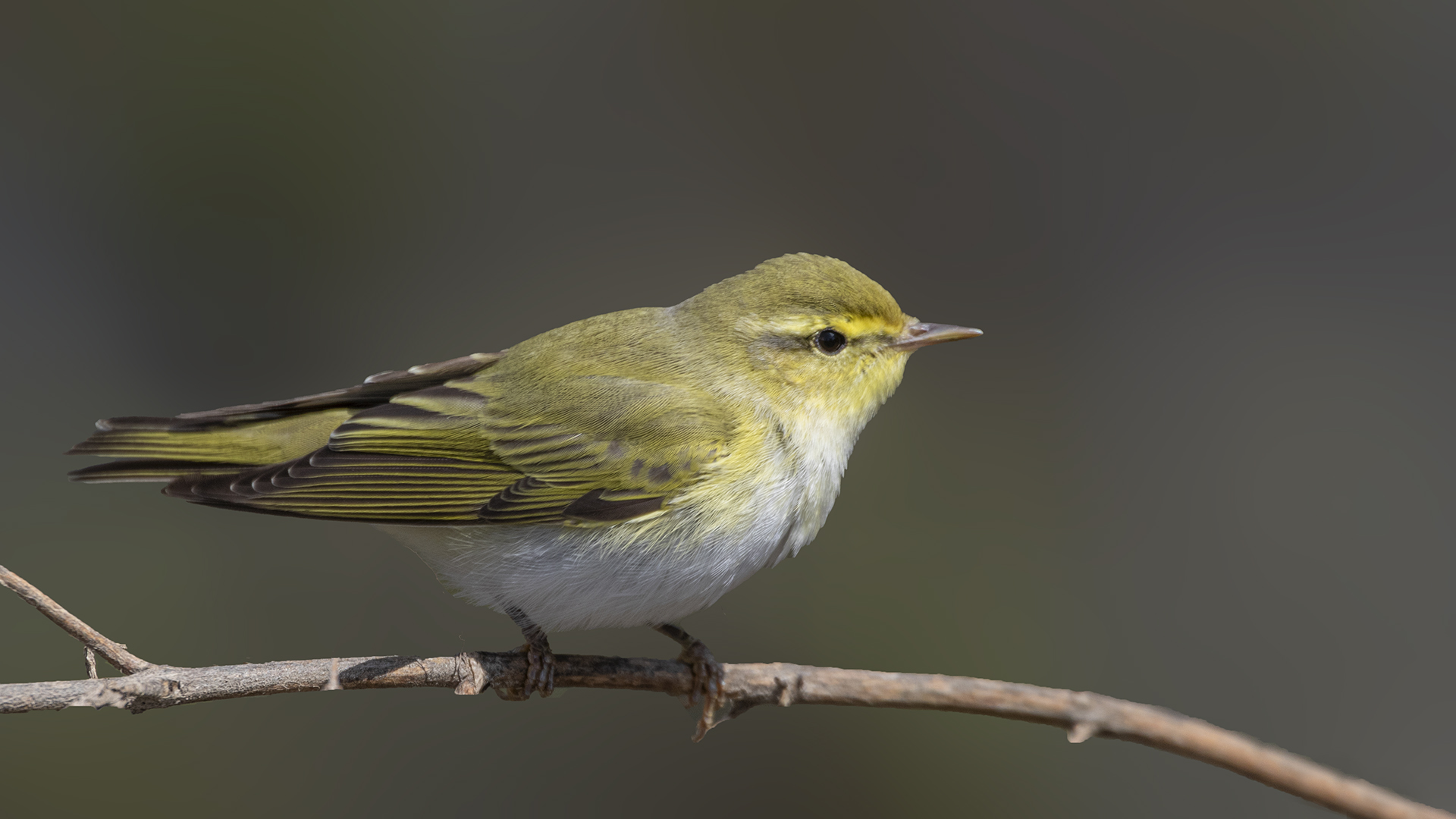 Wood Warbler