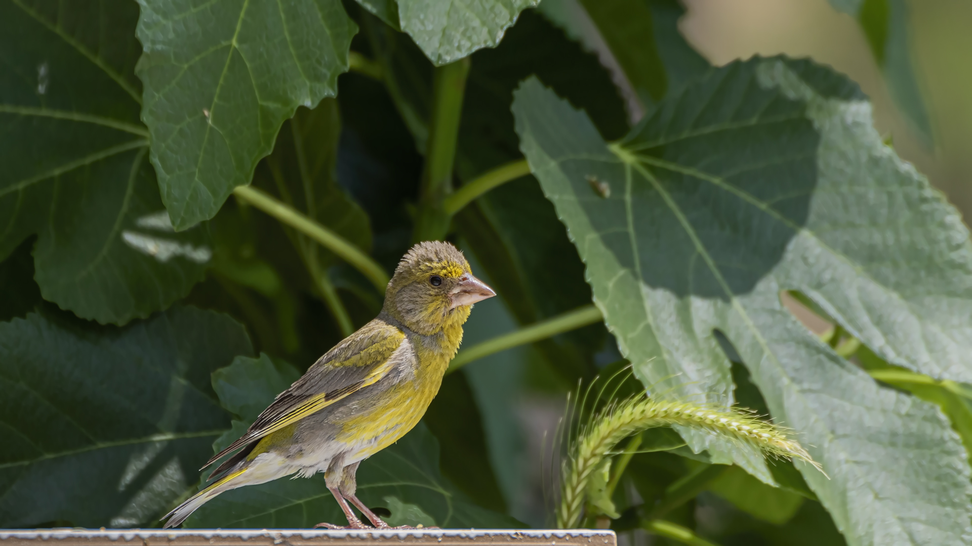 European Greenfinch