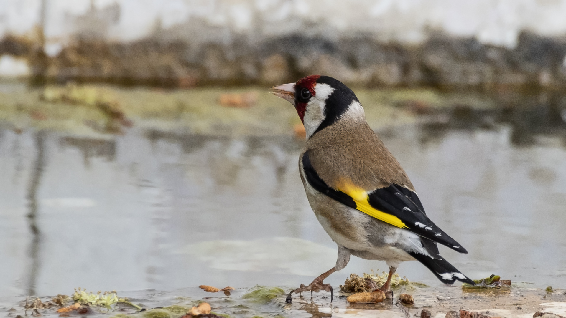 European Goldfinch