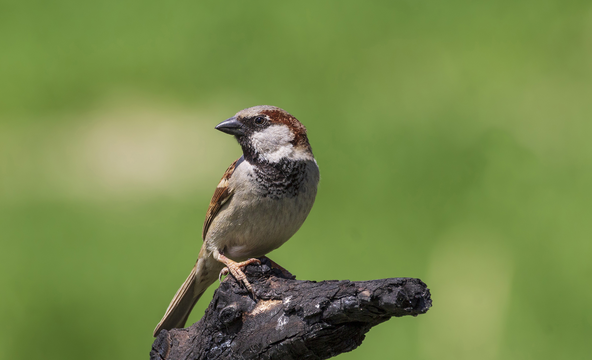 House Sparrow
