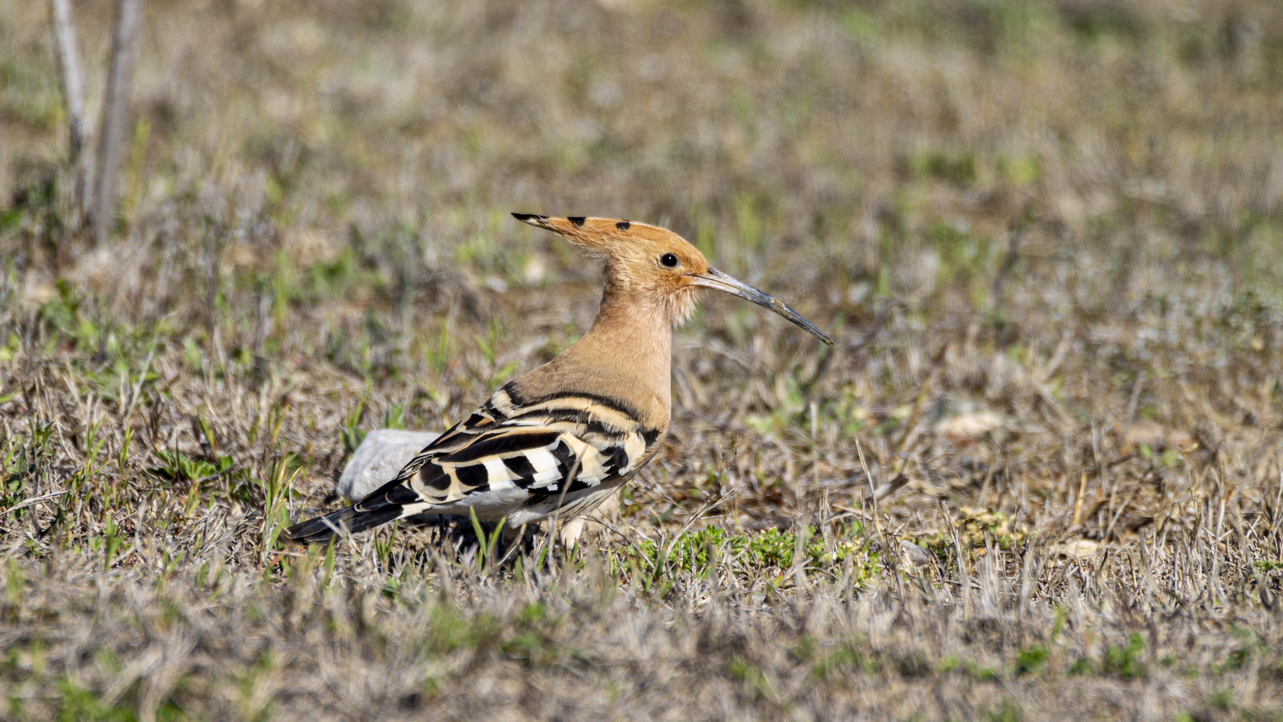 Eurasian Hoopoe