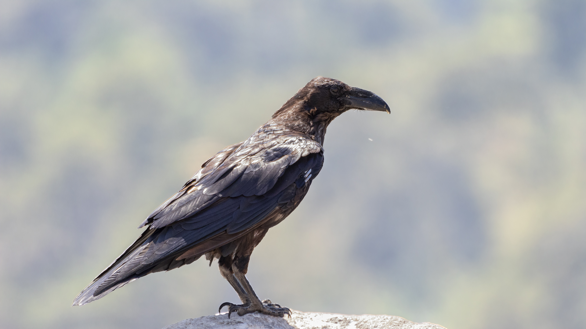 Common Raven