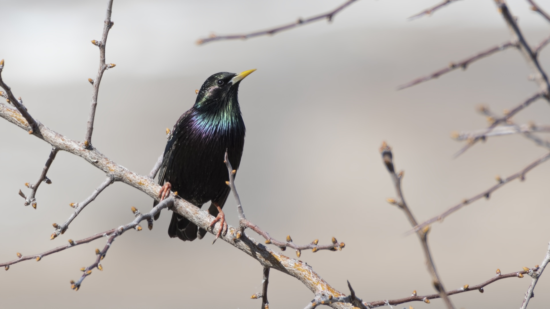 European Starling