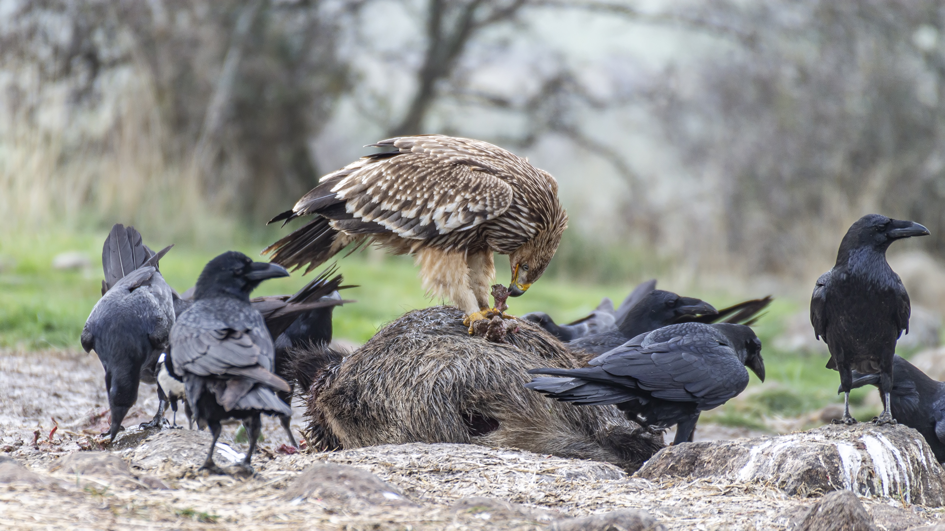 Imperial Eagle — Ana fotoğraf