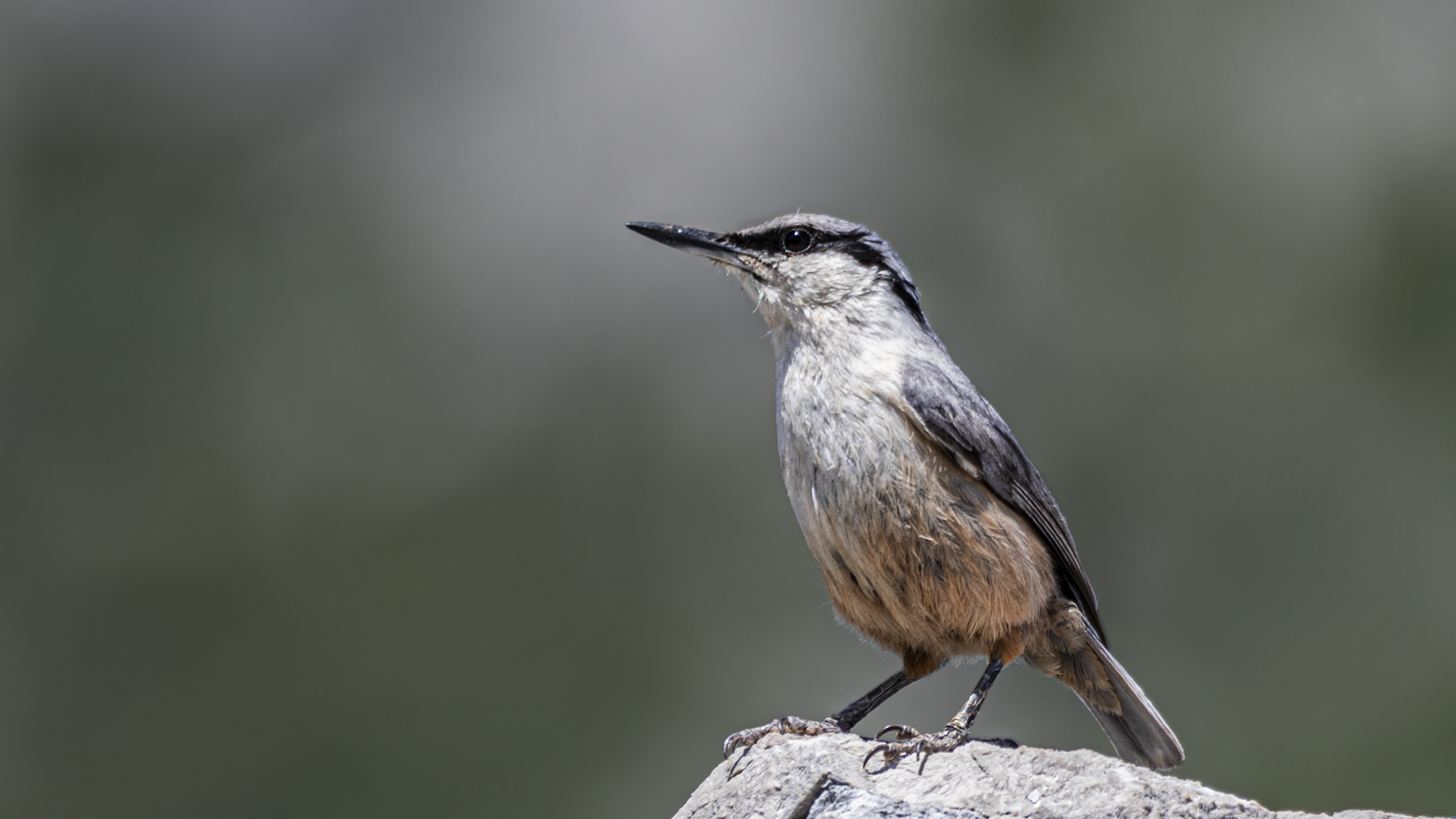 Western Rock Nuthatch — Ana fotoğraf