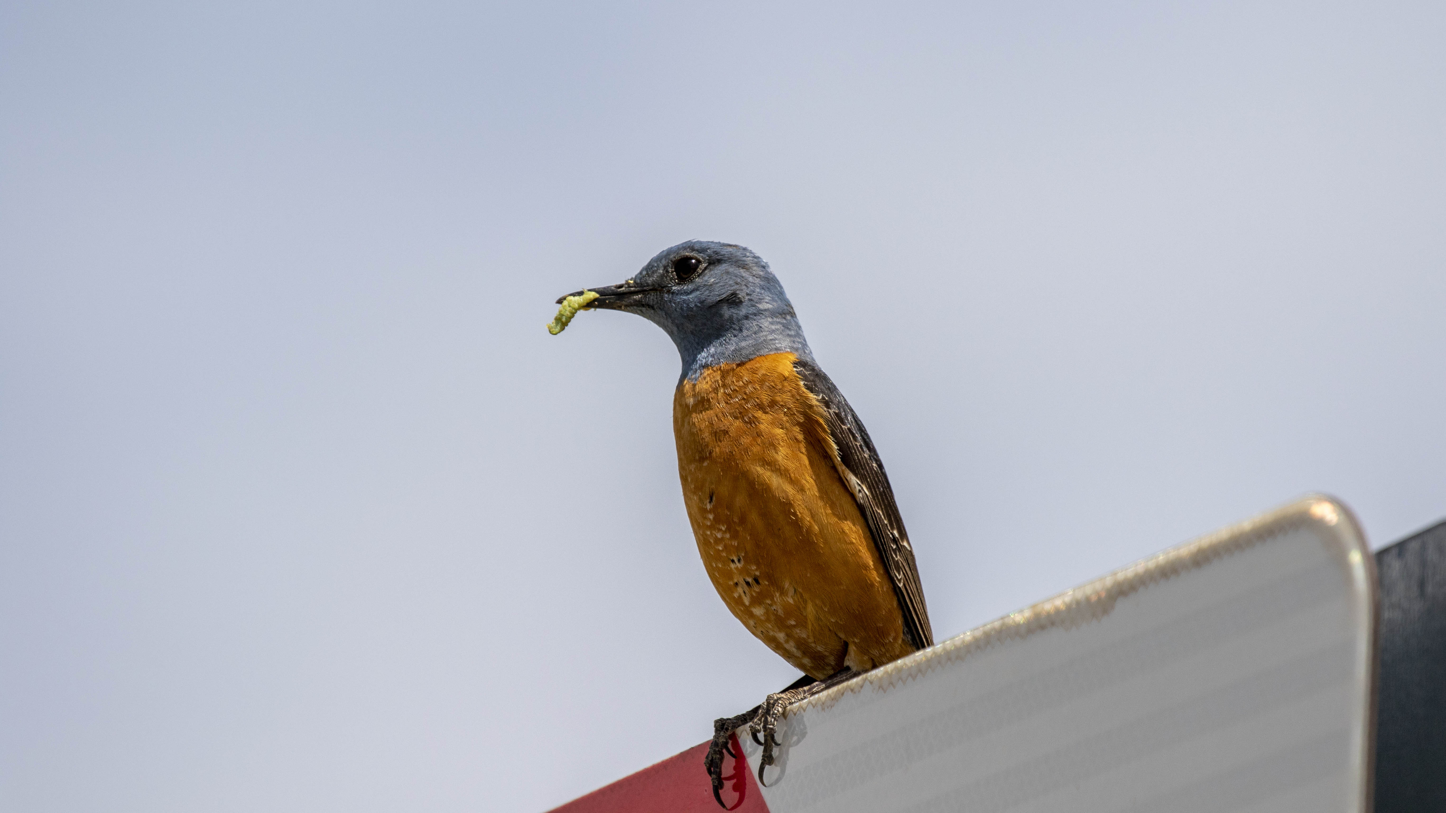 Rufous-tailed Rock-Thrush