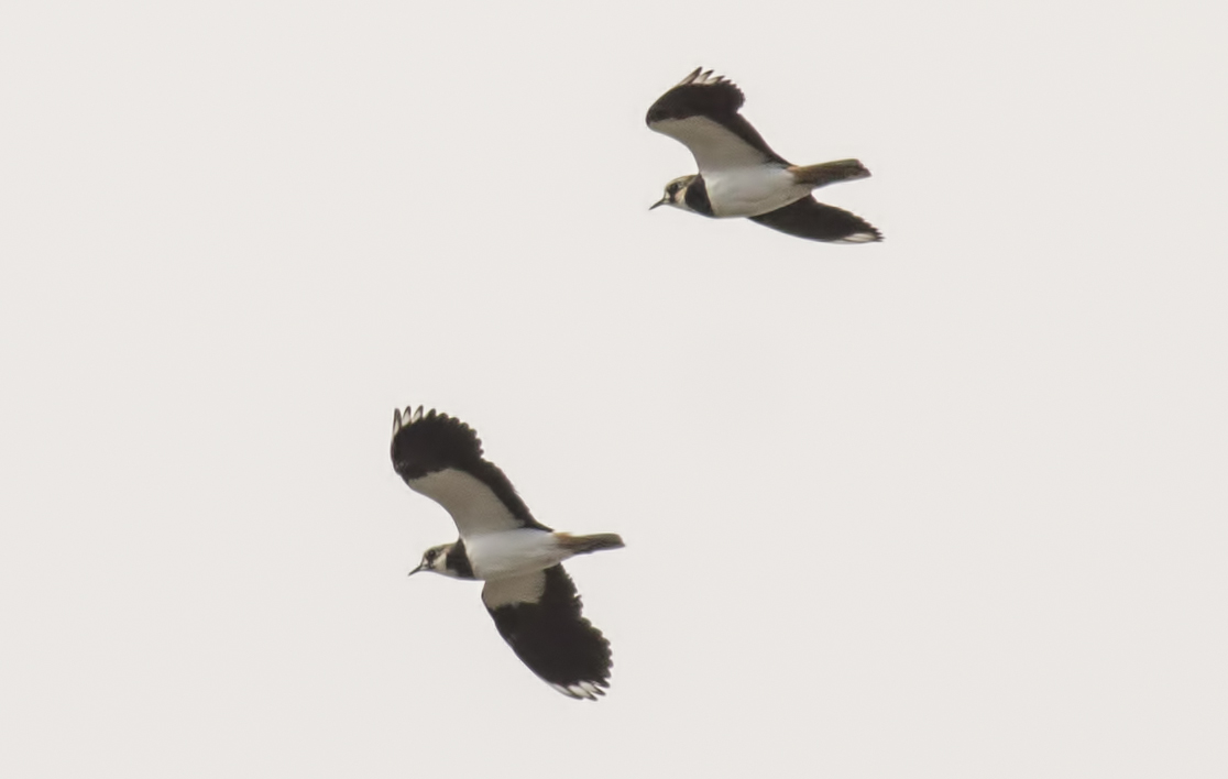 Northern Lapwing